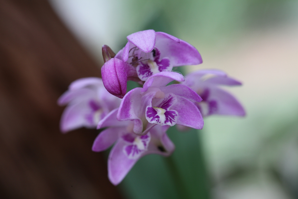 Dendrobium kingianum — reference photo