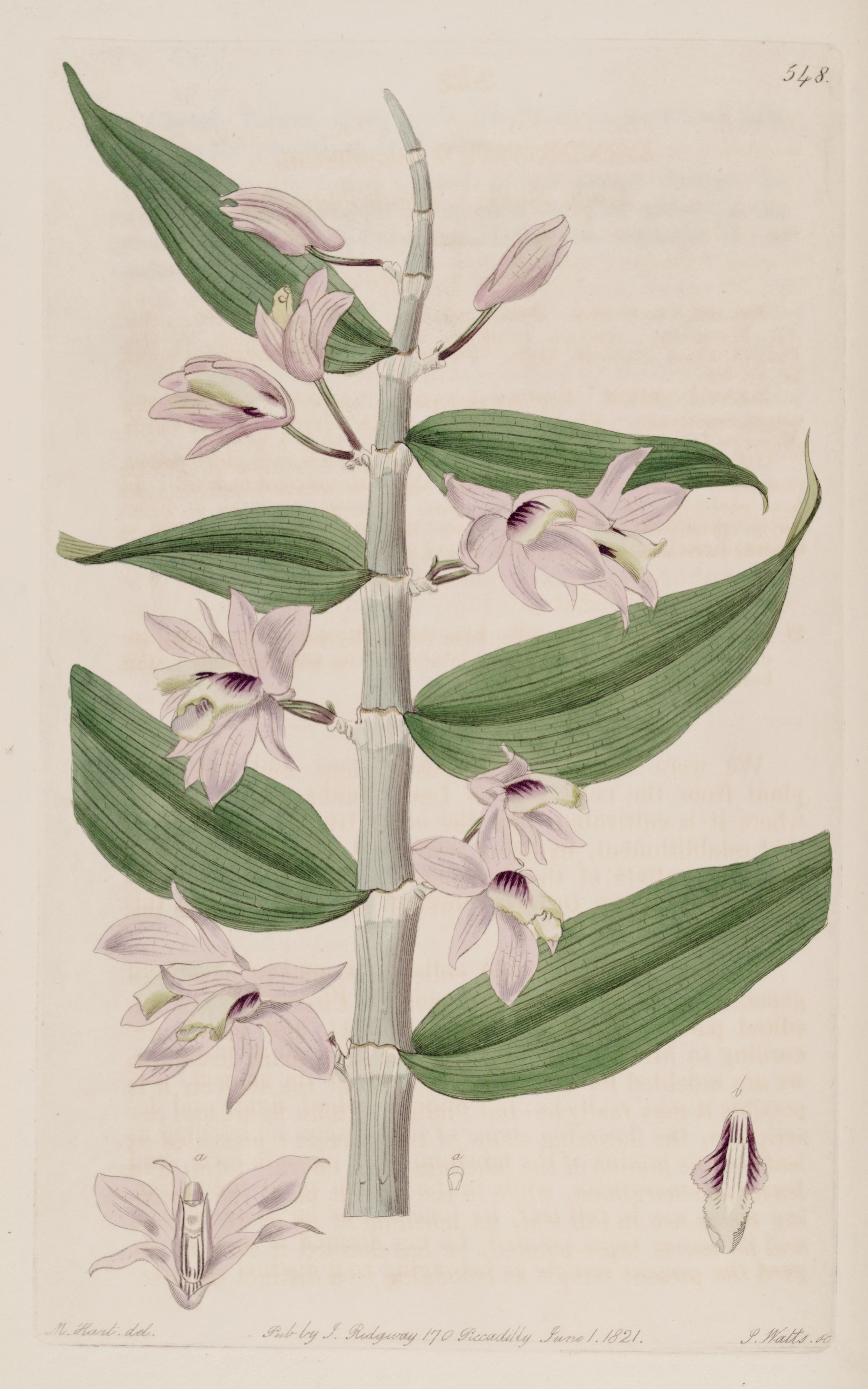 Dendrobium aphyllum — reference photo