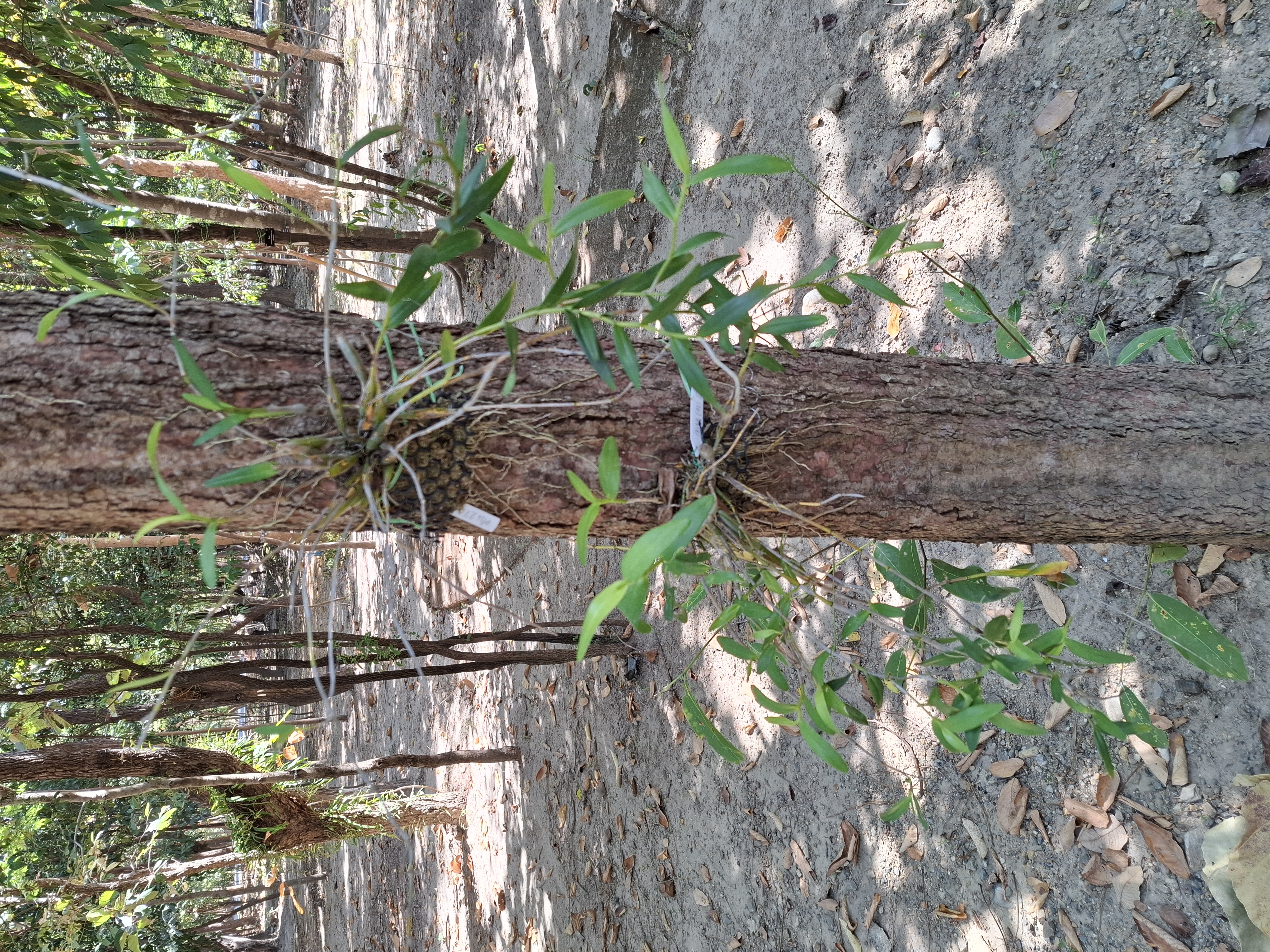 Dendrobium crumenatum — reference photo