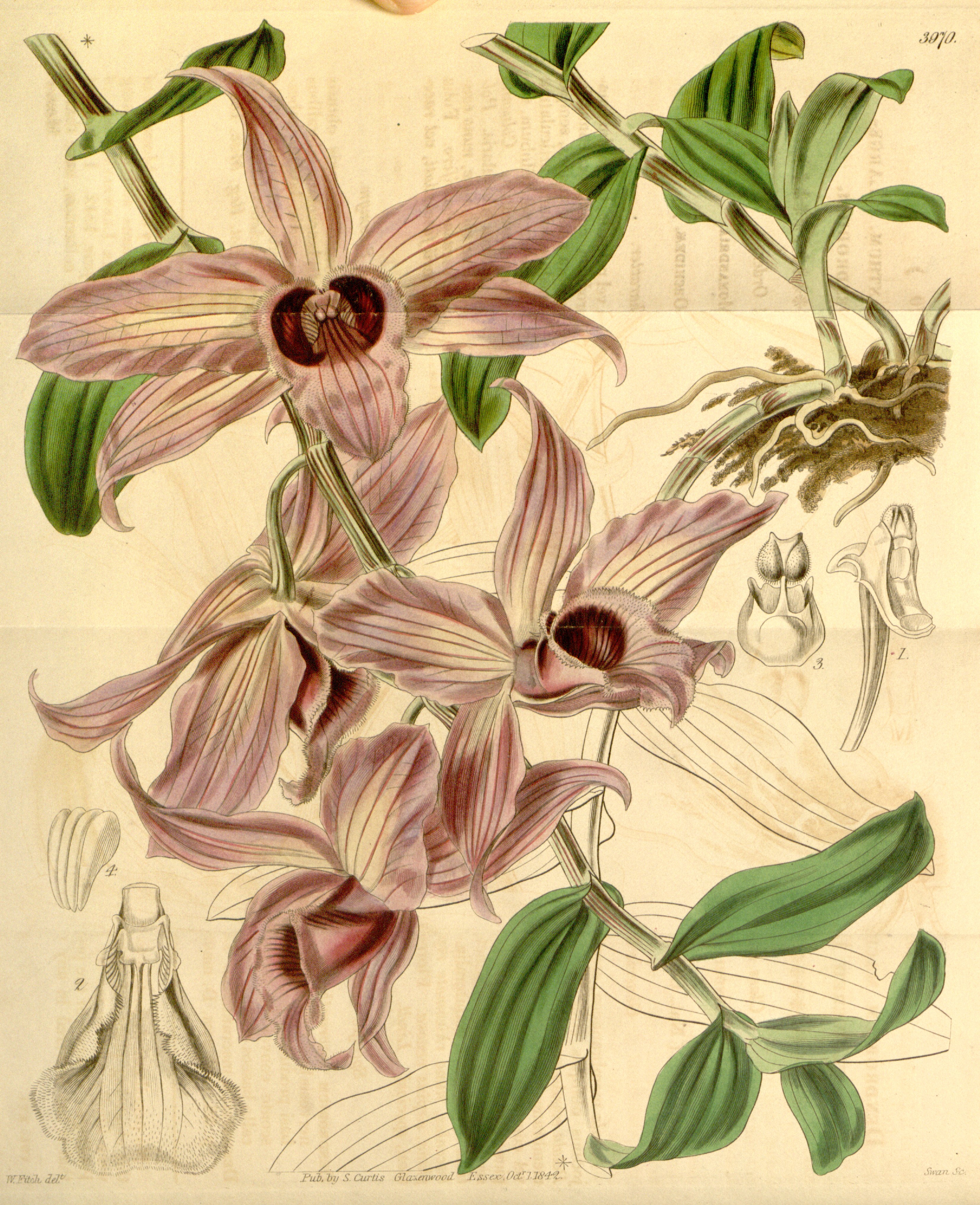 Dendrobium anosmum — reference photo