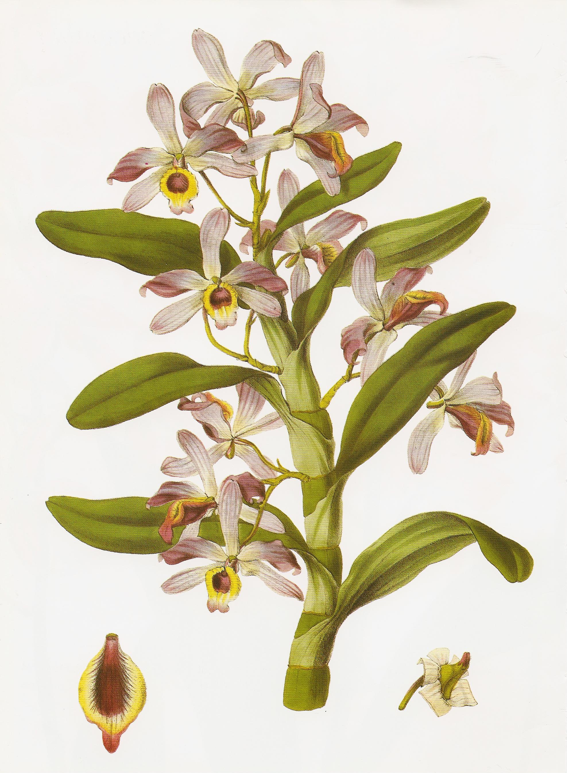 Dendrobium nobile — reference photo