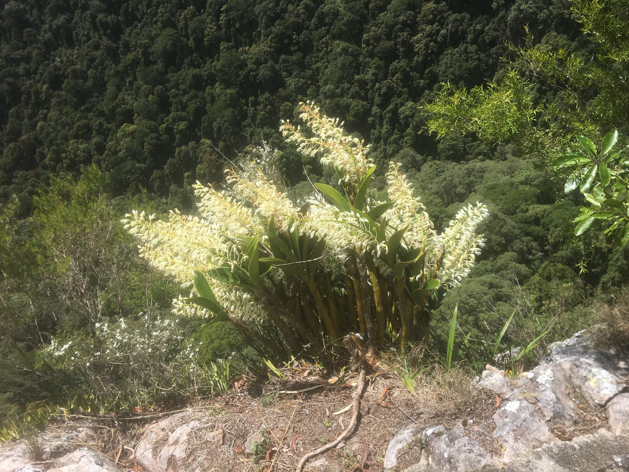 Dendrobium speciosum — reference photo