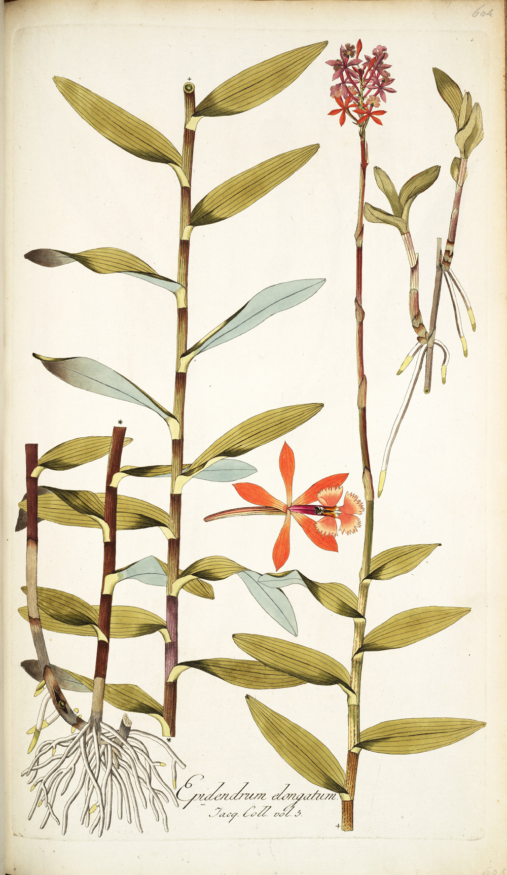 Epidendrum secundum — reference photo