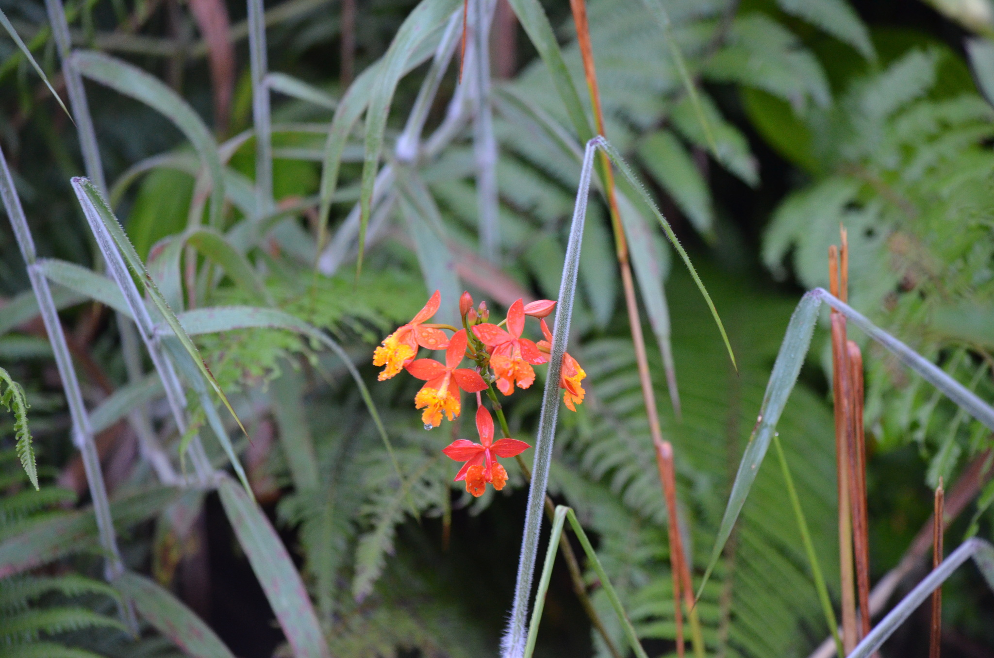 Epidendrum radicans — reference photo