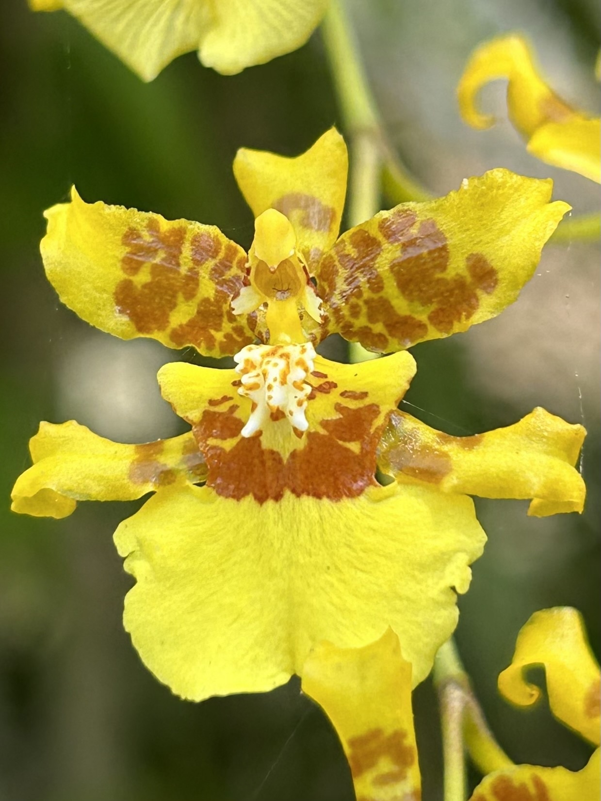 Oncidium sphacelatum — reference photo