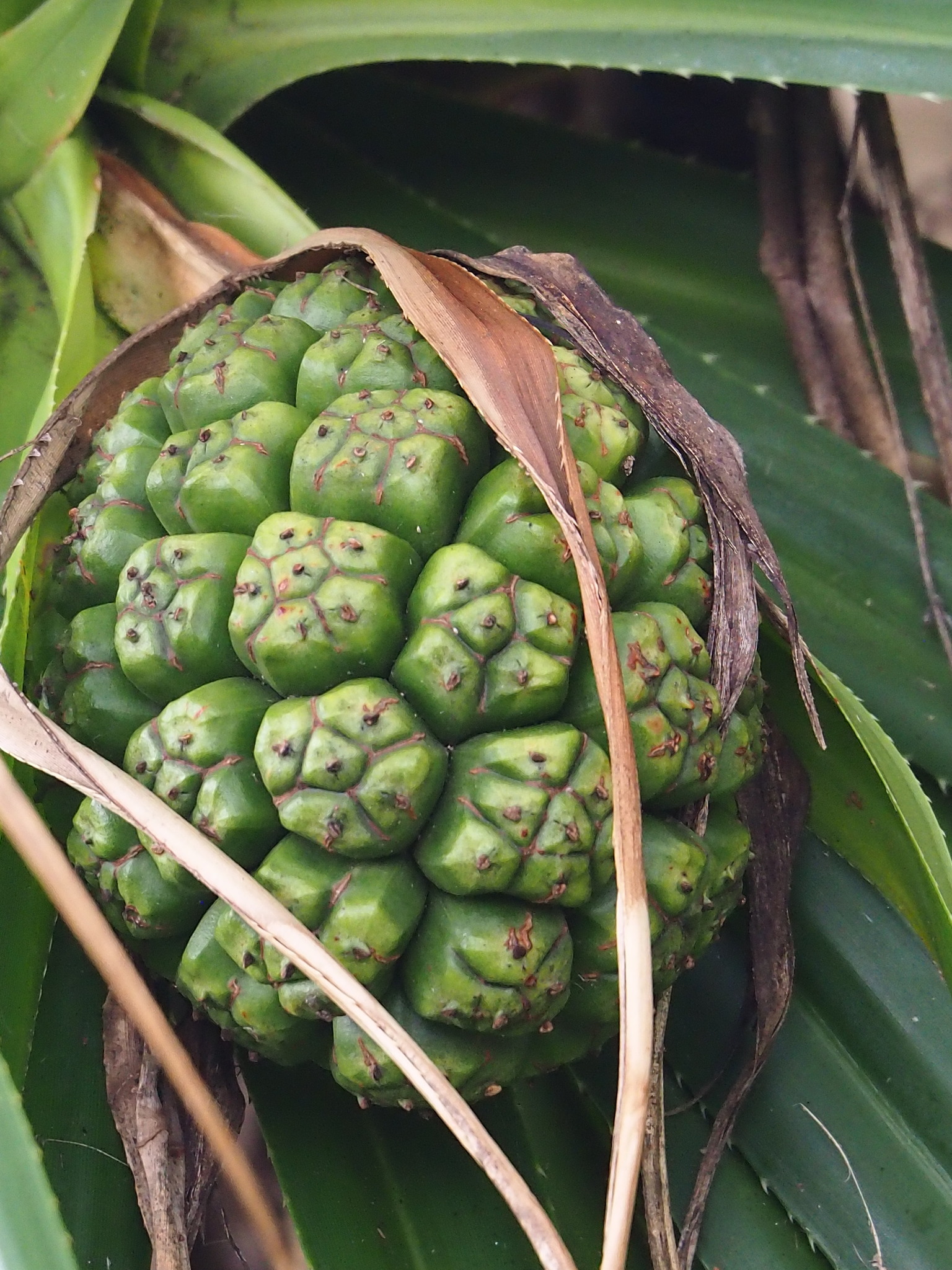Pandanus odorifer — reference photo