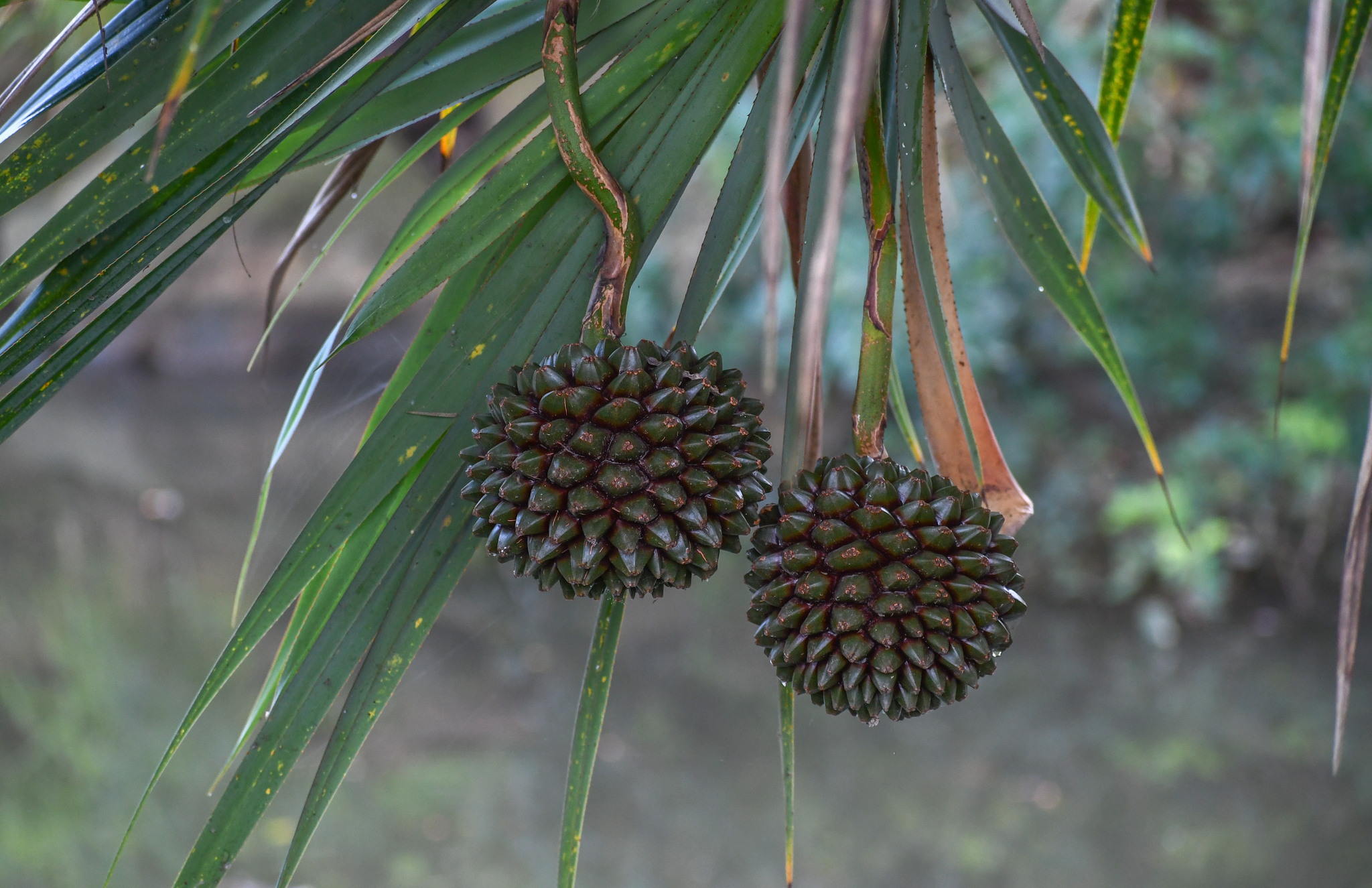 Pandanus utilis — reference photo