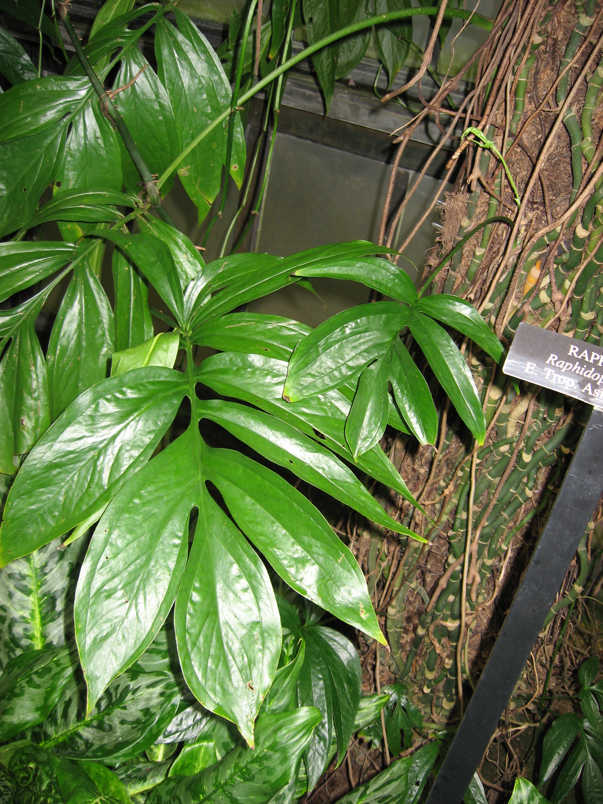 Rhaphidophora decursiva — reference photo