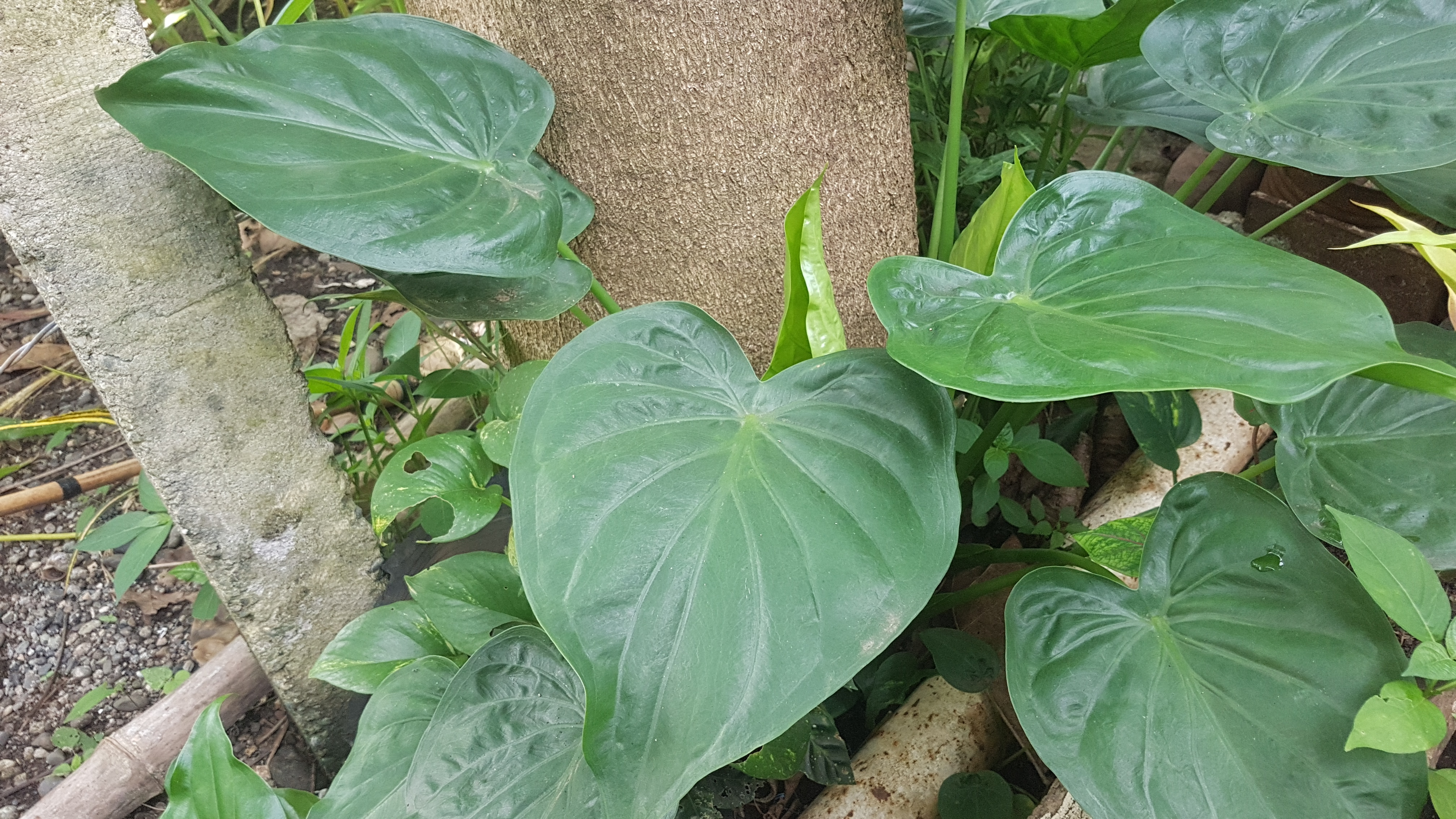 Alocasia cucullata — reference photo
