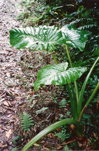 Alocasia brisbanensis — reference photo