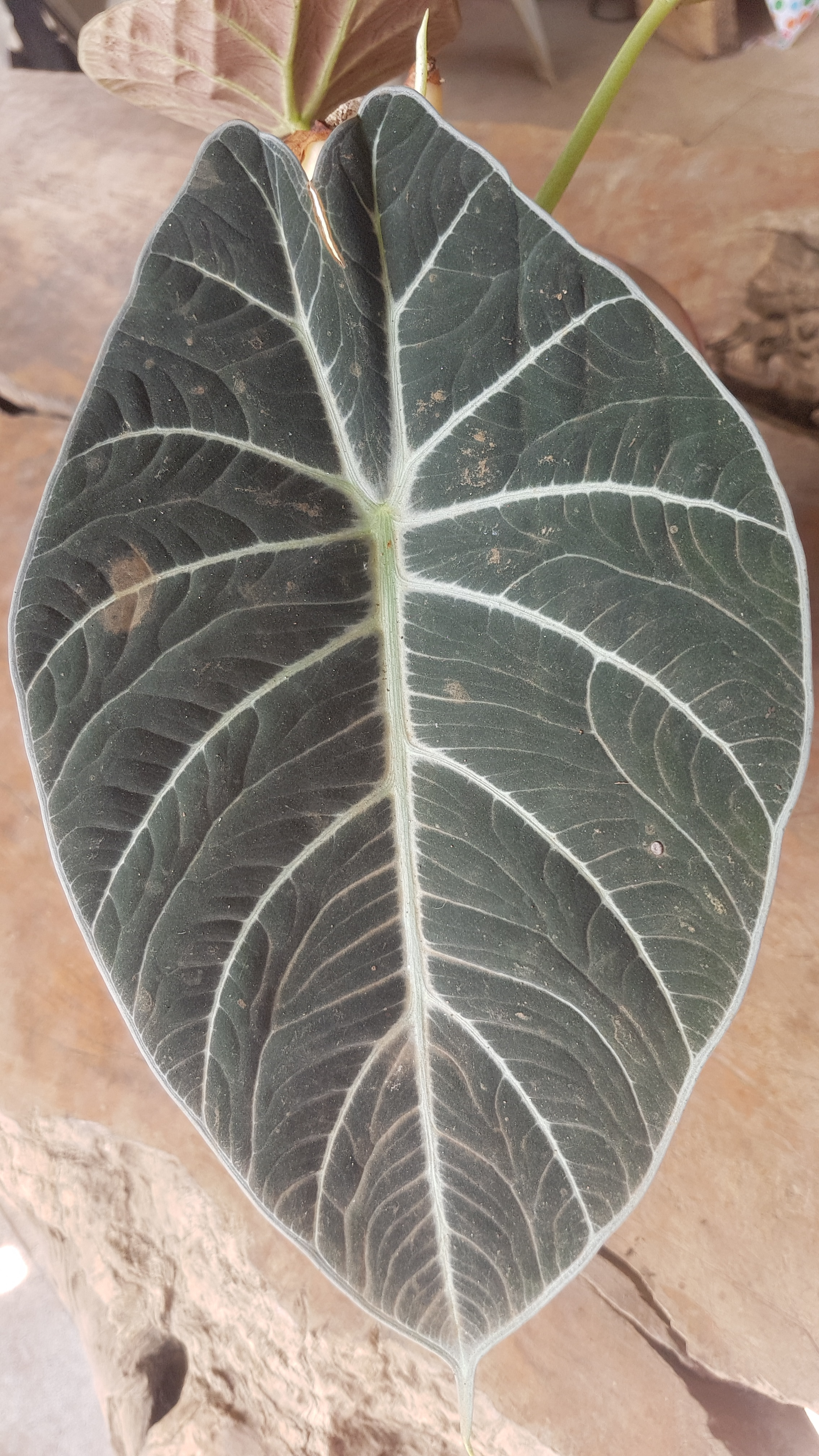 Alocasia reginula — reference photo