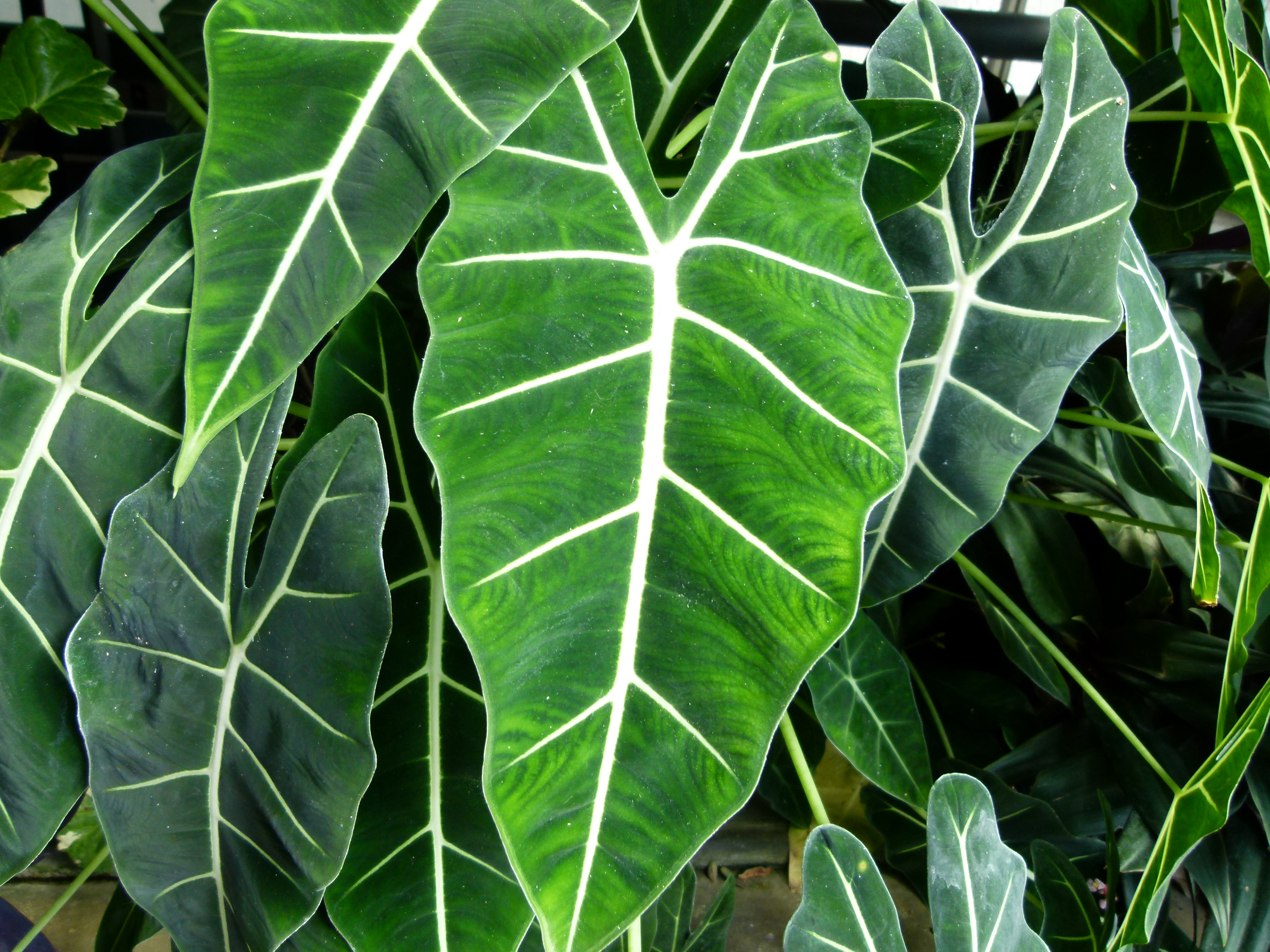 Alocasia micholitziana — reference photo