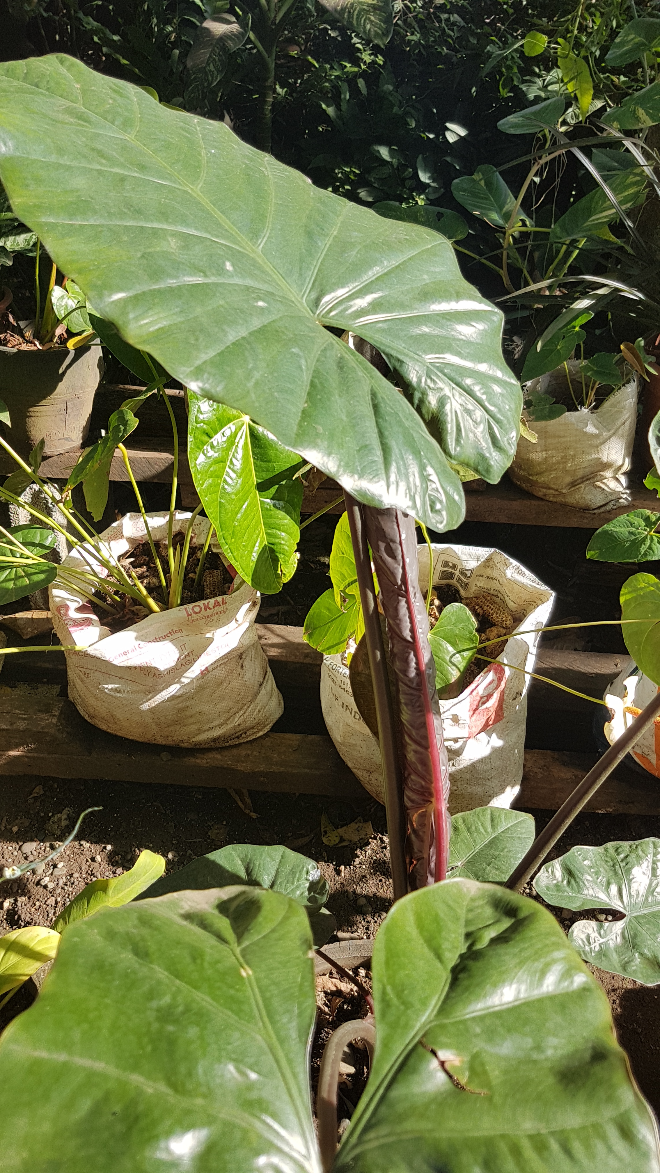 Alocasia macrorrhizos — reference photo