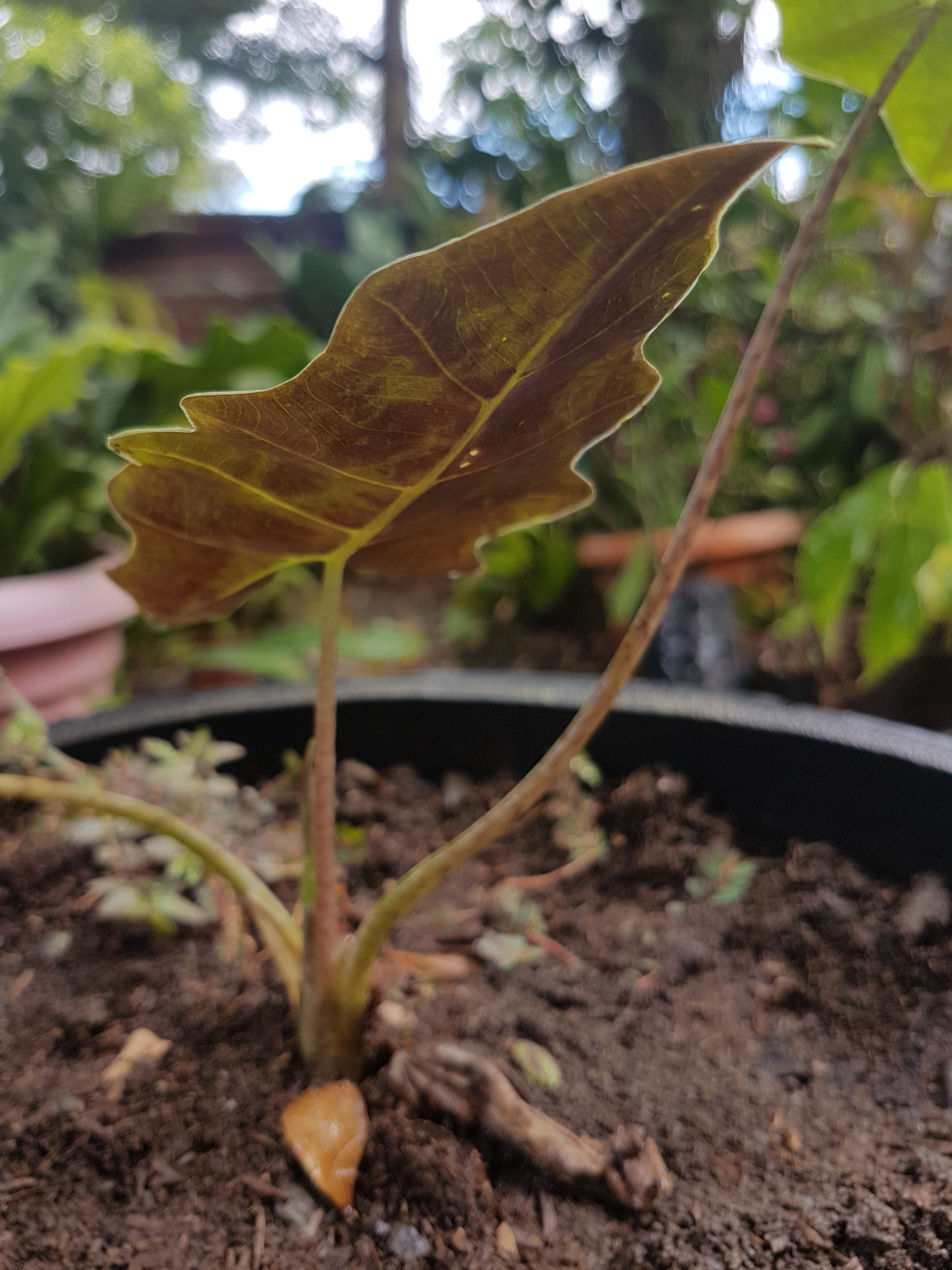 Alocasia sanderiana — reference photo