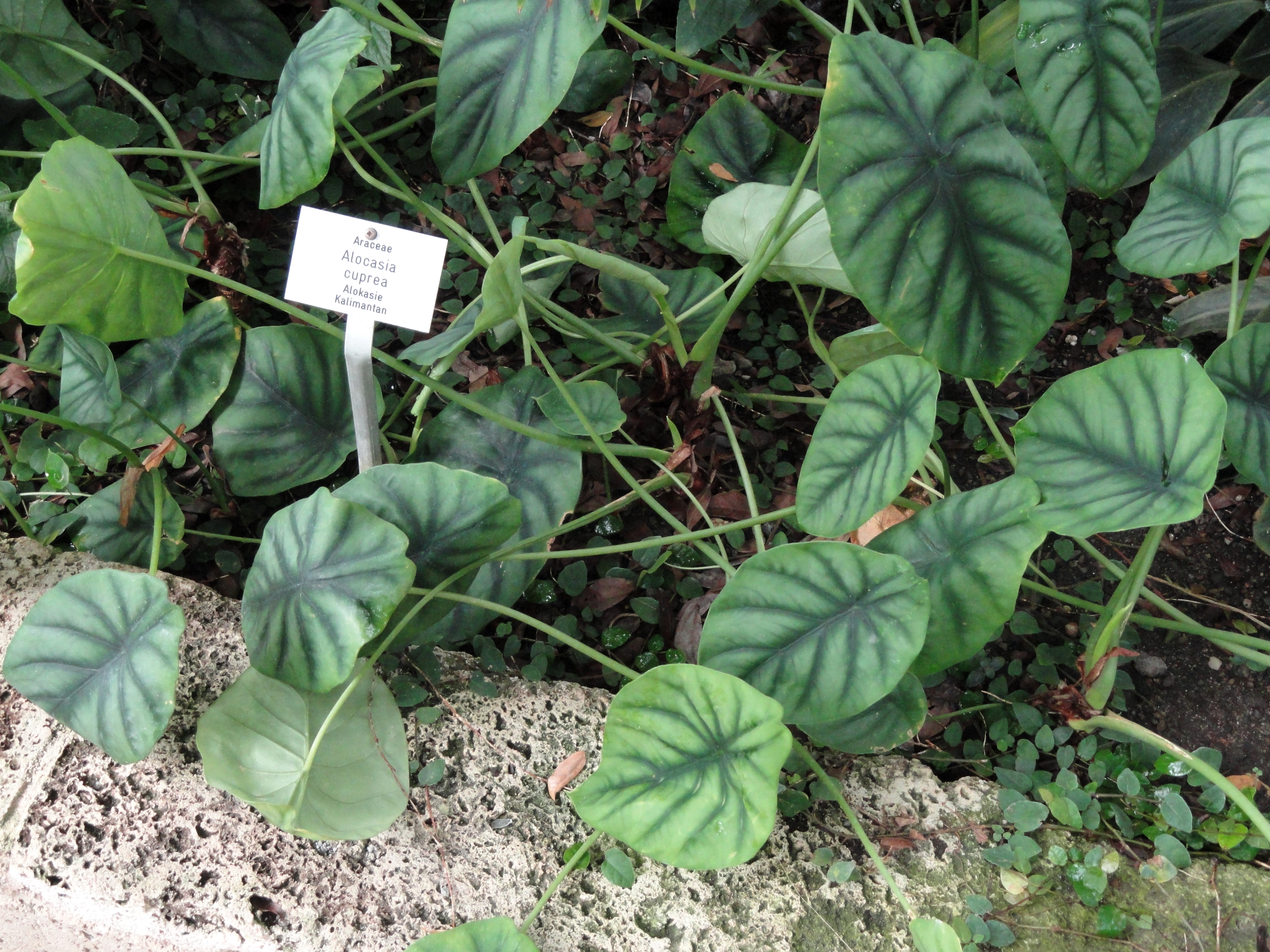Alocasia cuprea — reference photo
