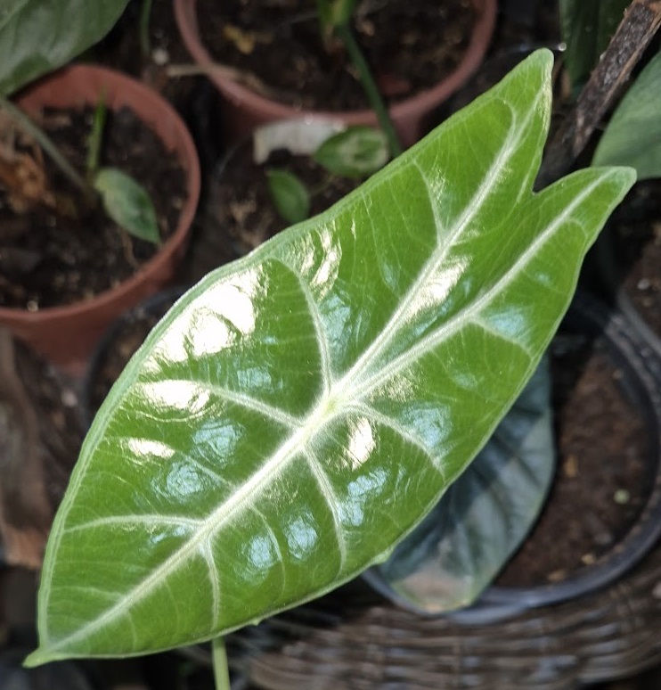 Alocasia longiloba — reference photo