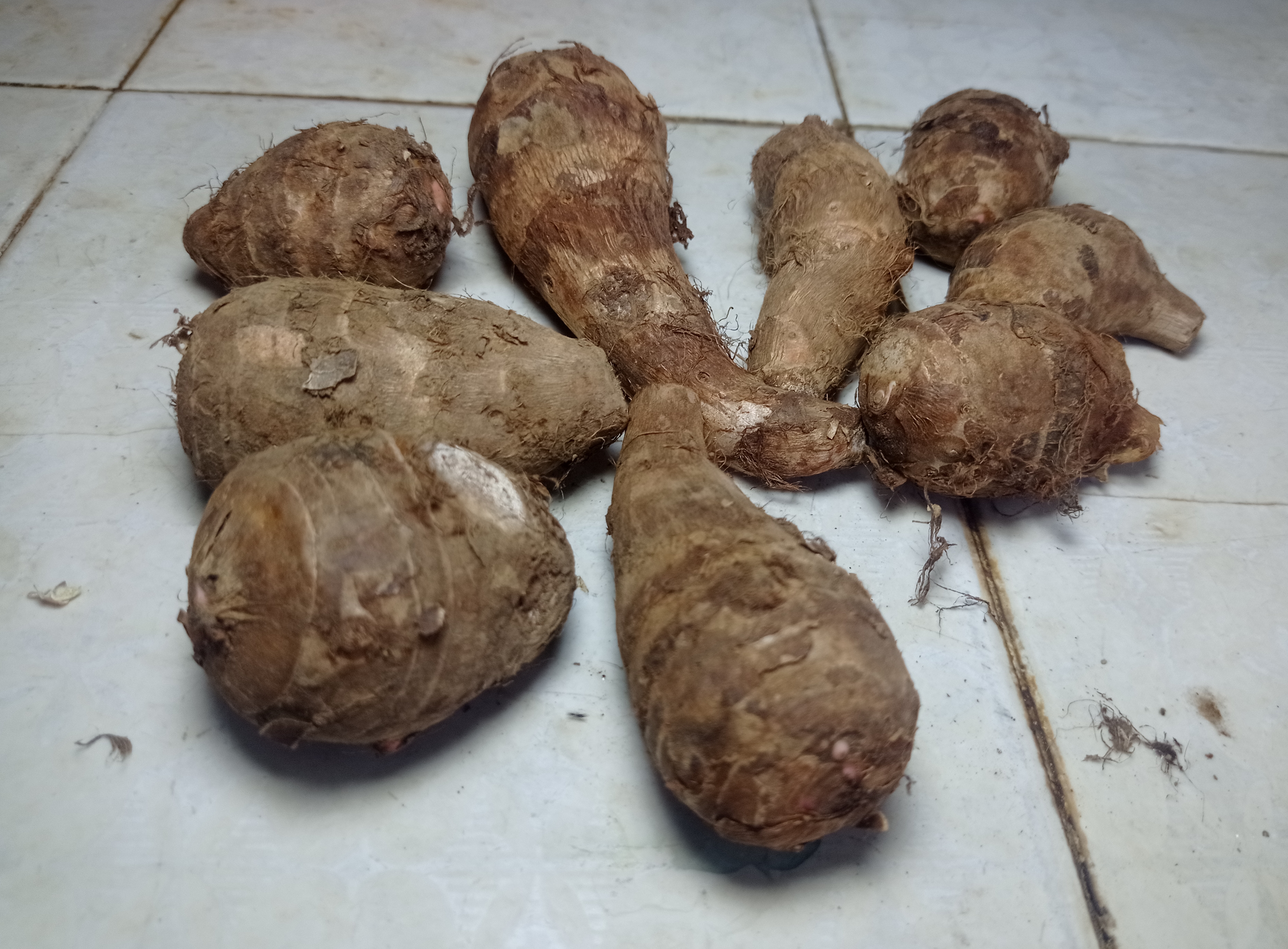 Colocasia esculenta — reference photo