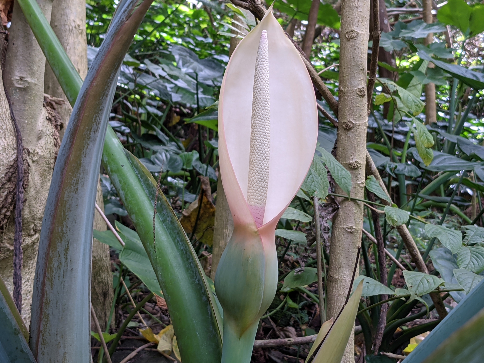 Xanthosoma robustum — reference photo