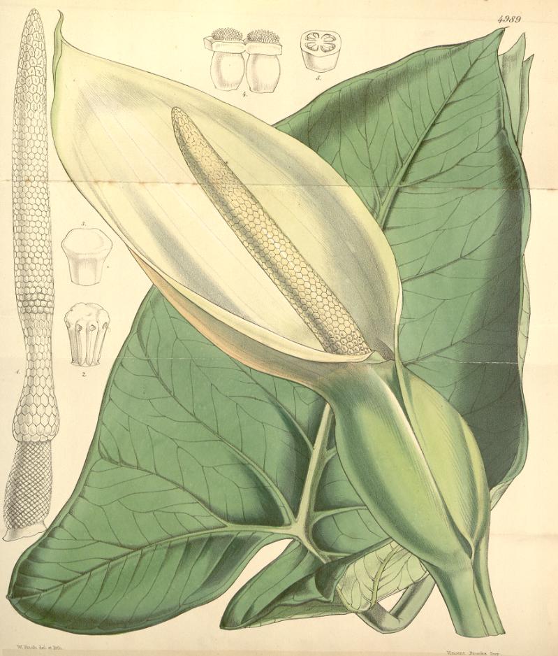 Xanthosoma violaceum — reference photo