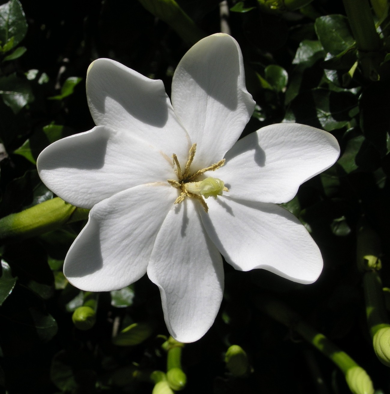 Gardenia thunbergia — reference photo