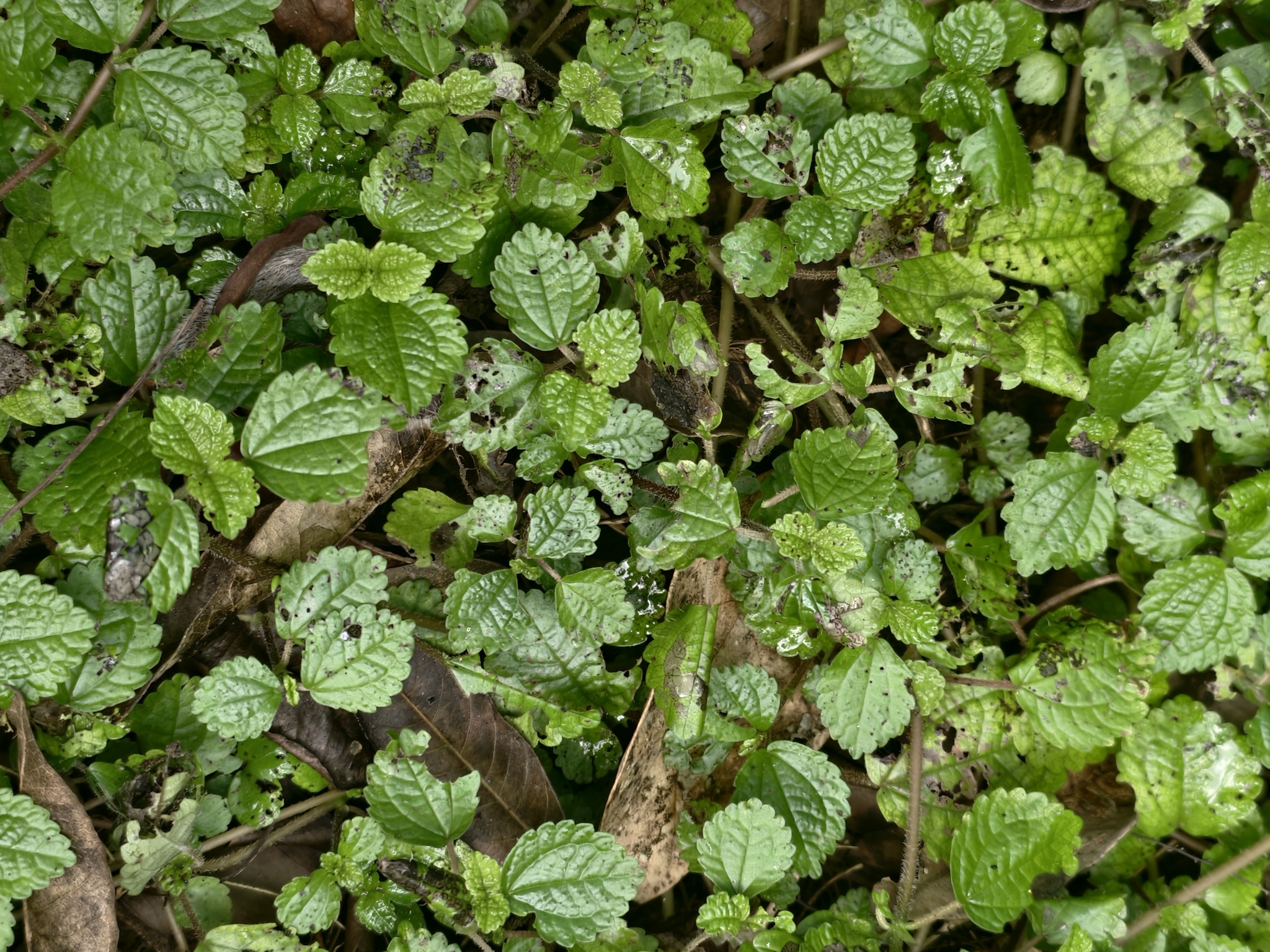 Pilea nummulariifolia — reference photo