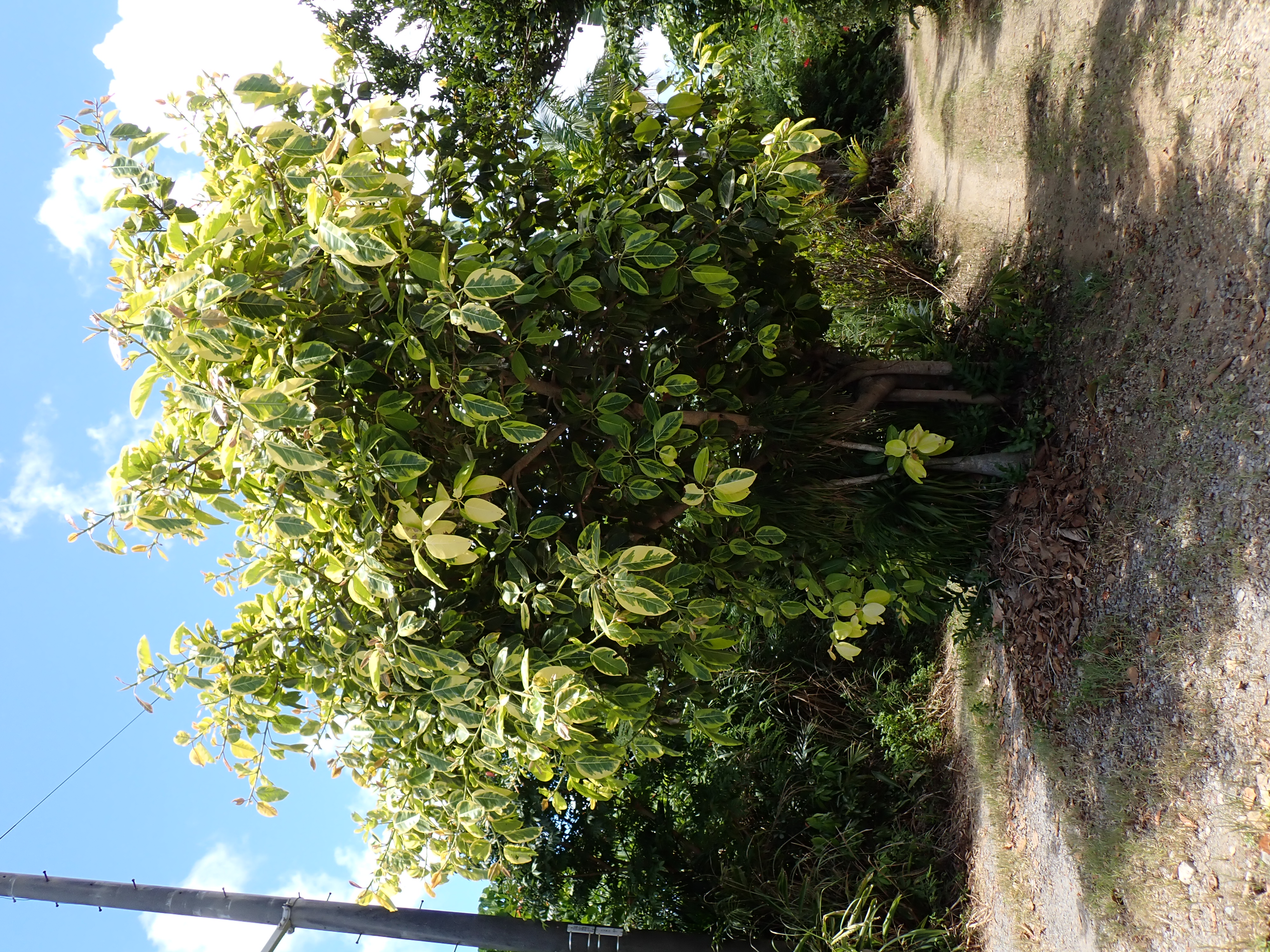 Ficus altissima — reference photo