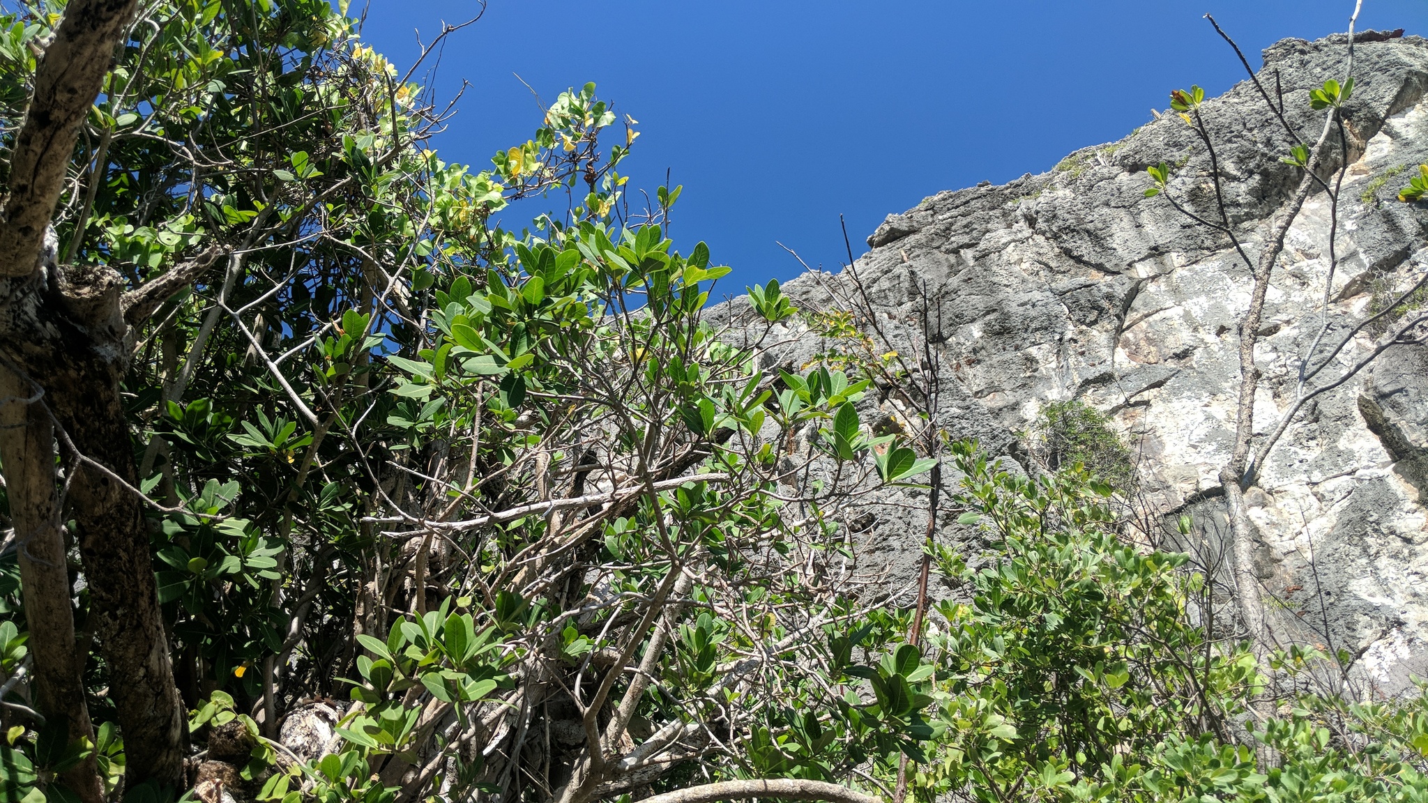 Ficus aurea — reference photo