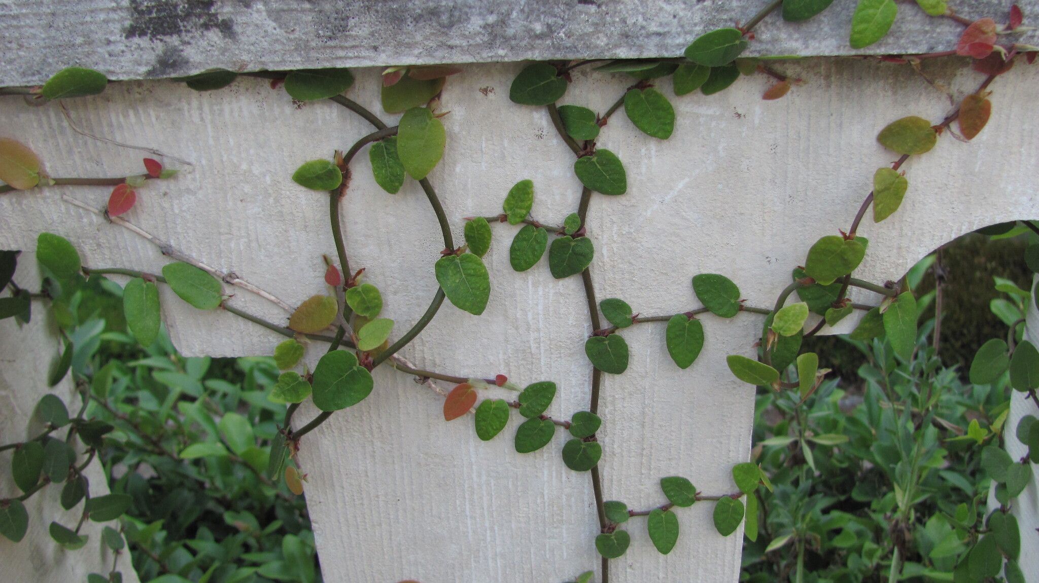 Ficus pumila — reference photo