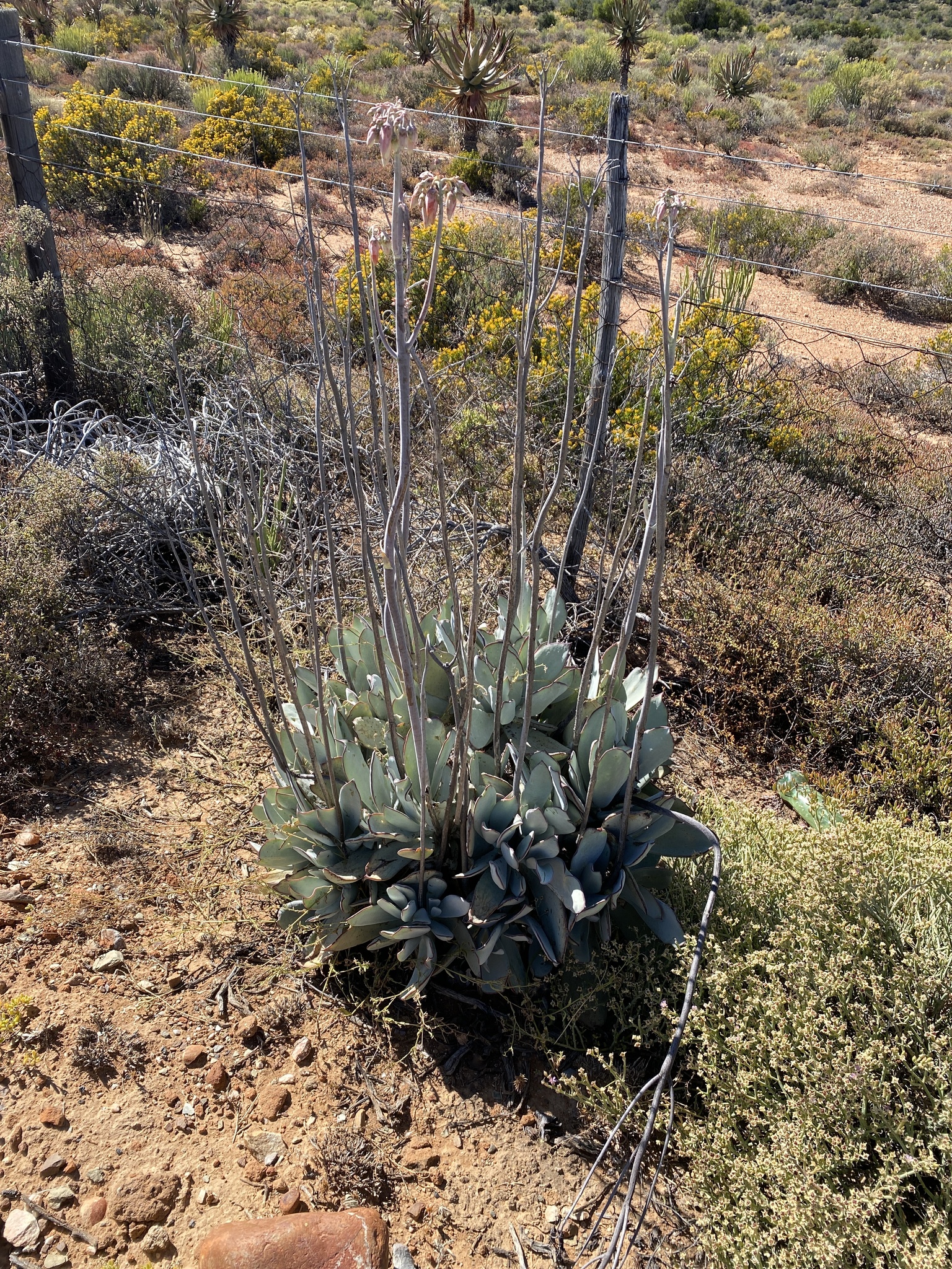 Cotyledon orbiculata — reference photo