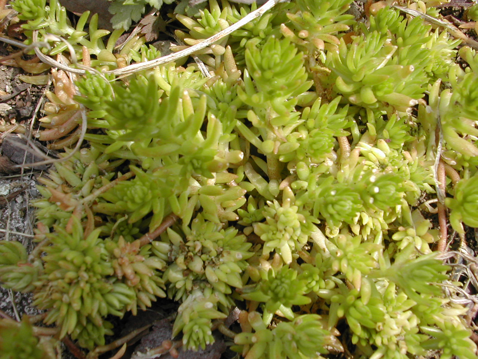 Sedum mexicanum — reference photo