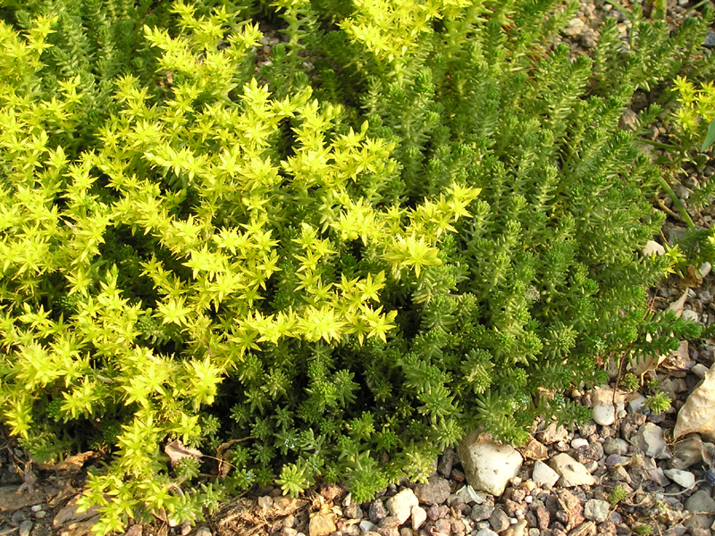 Sedum sexangulare — reference photo