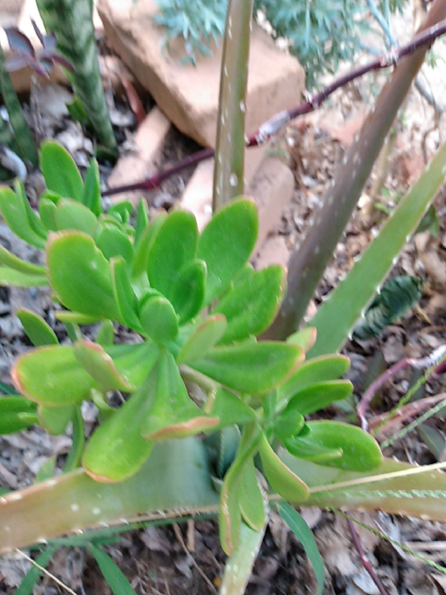 Sedum dendroideum — reference photo