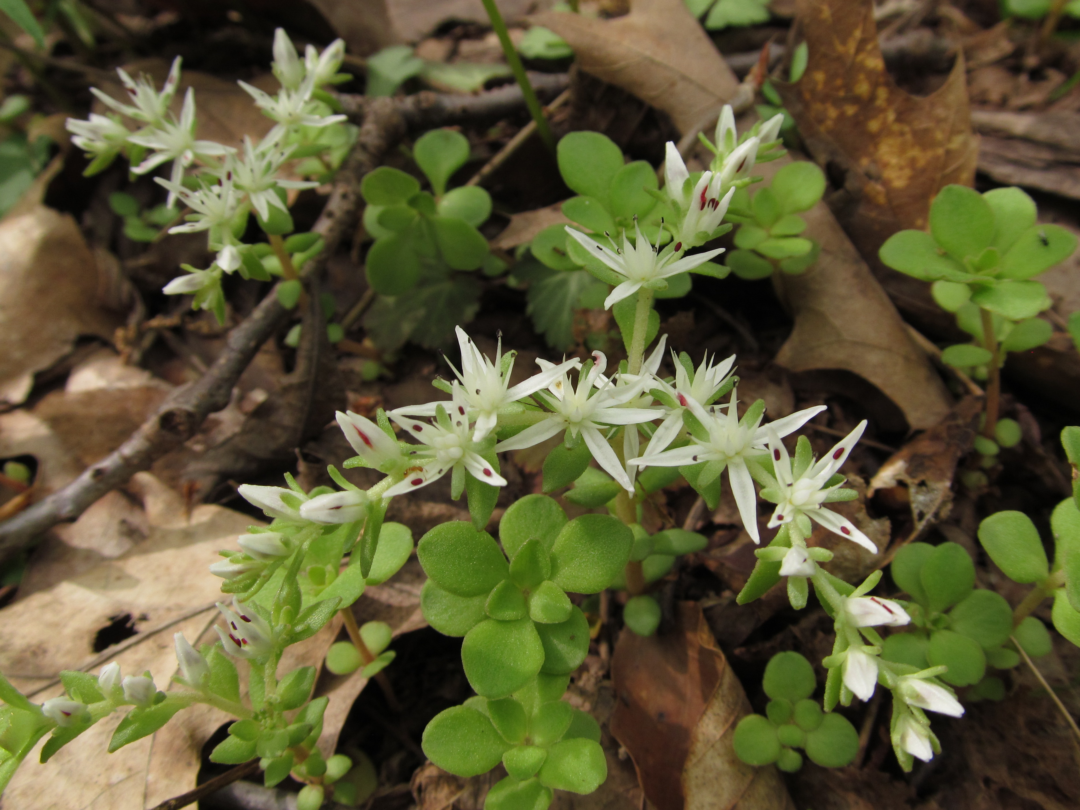 Sedum ternatum — reference photo