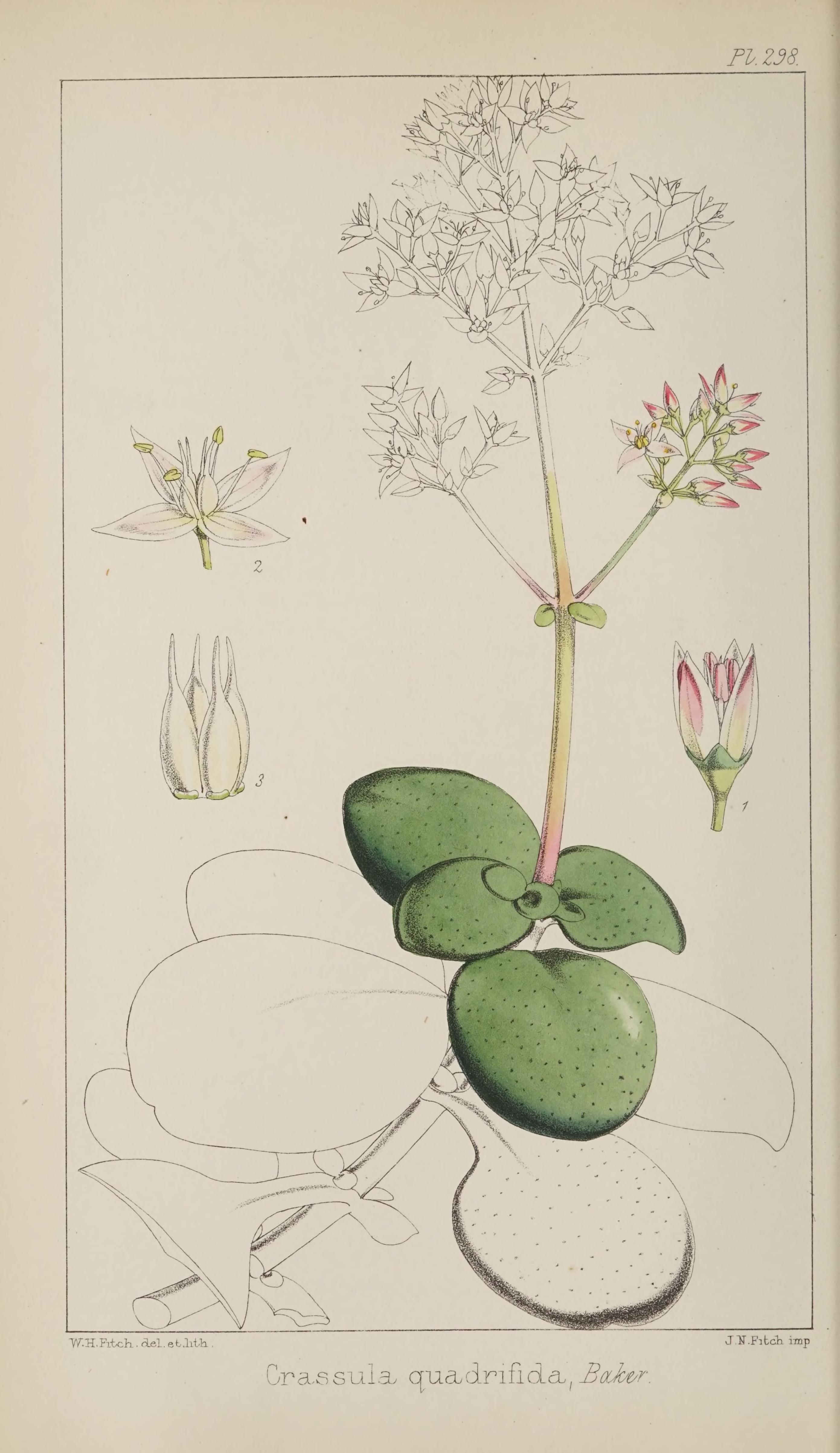 Crassula multicava — reference photo