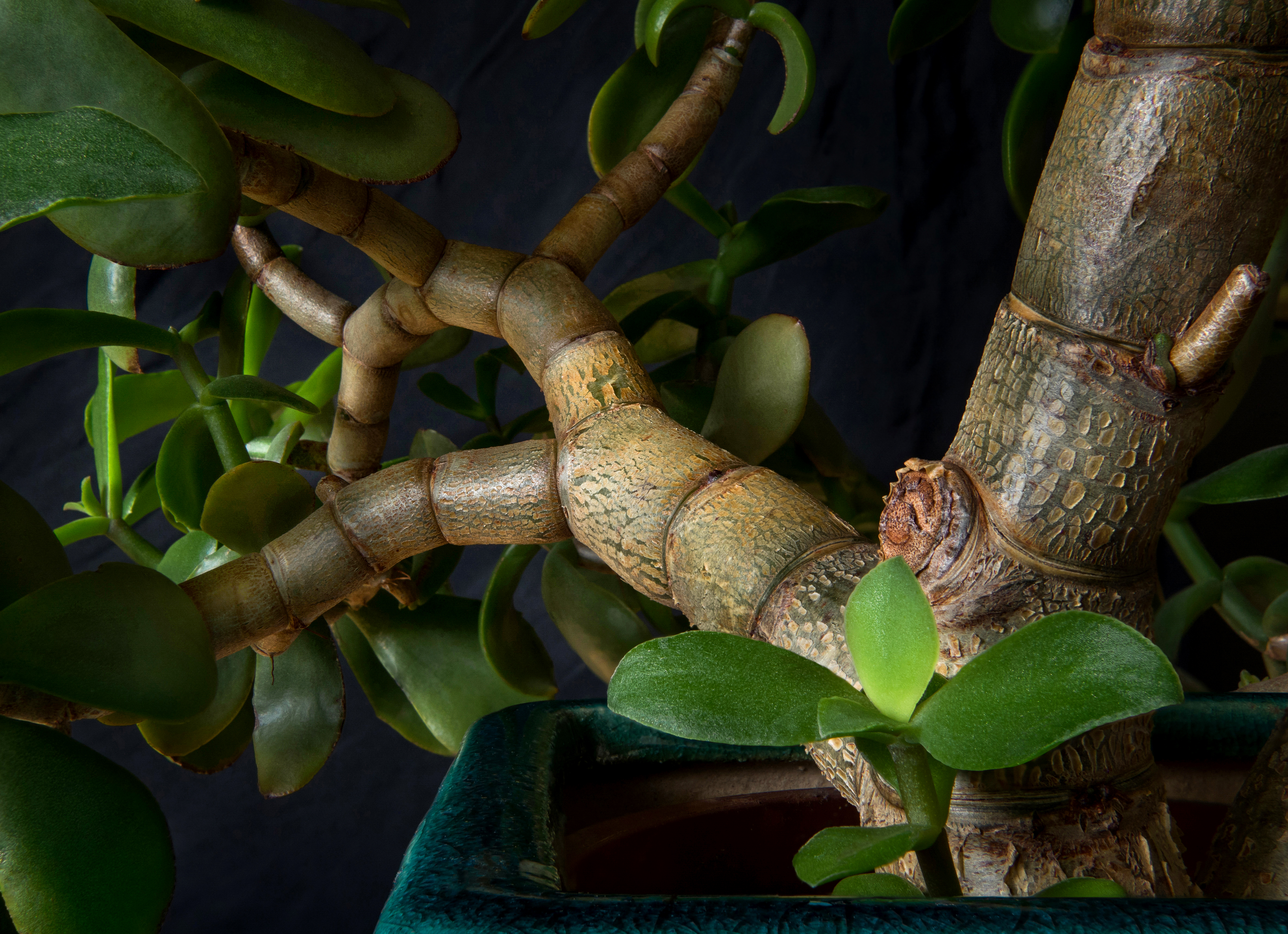 Crassula ovata — reference photo