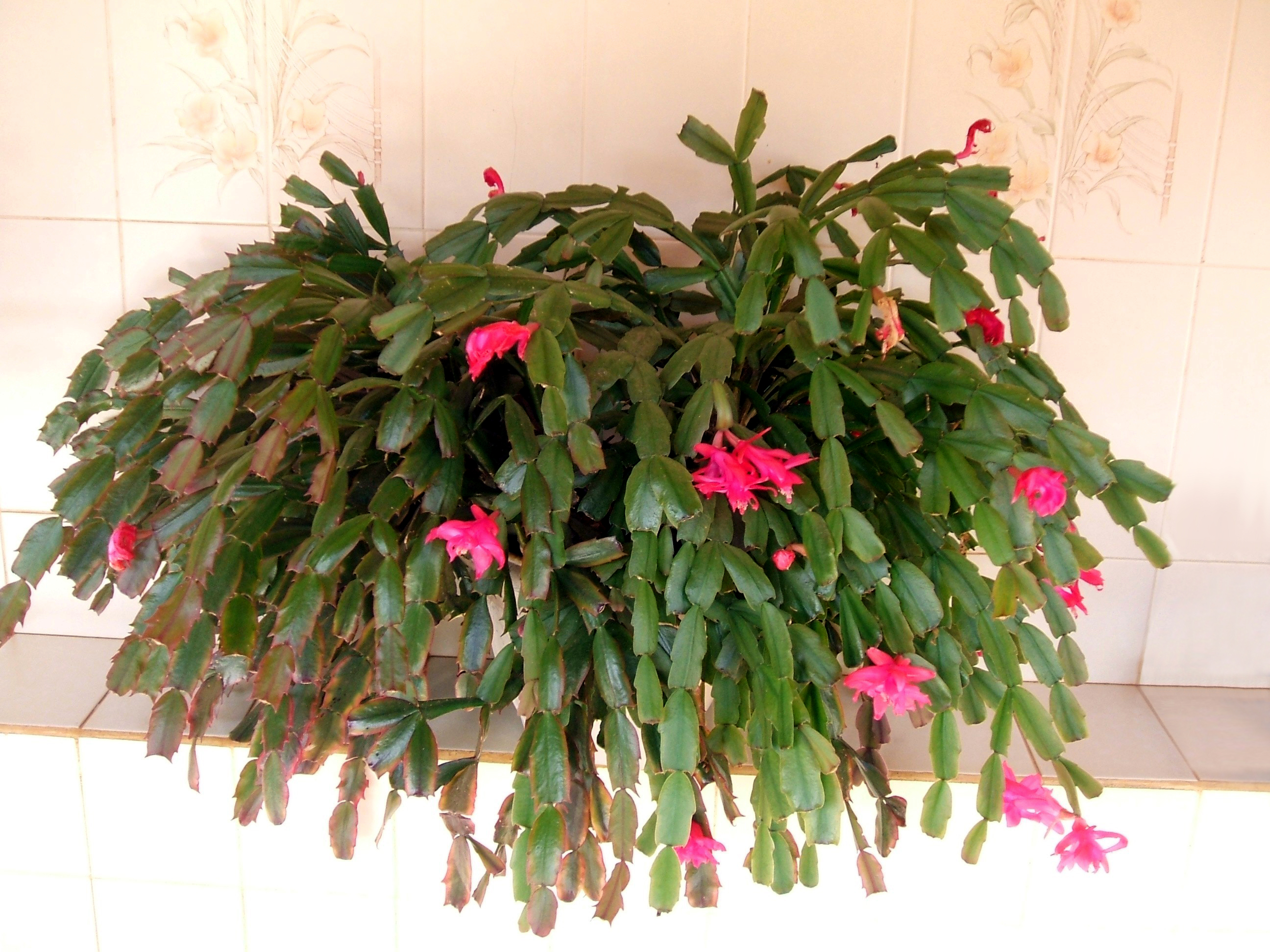 Schlumbergera truncata — reference photo