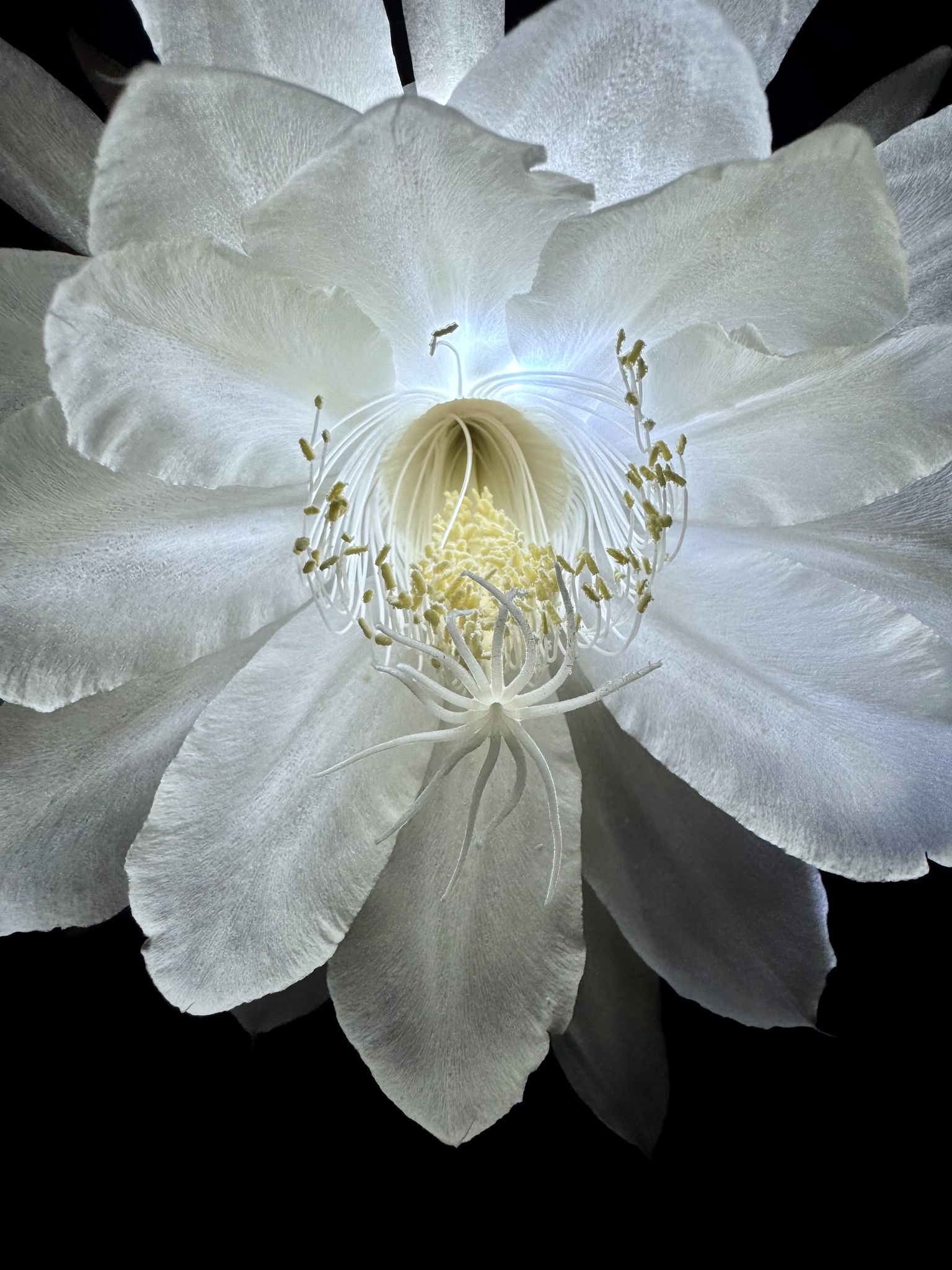 Epiphyllum oxypetalum — reference photo