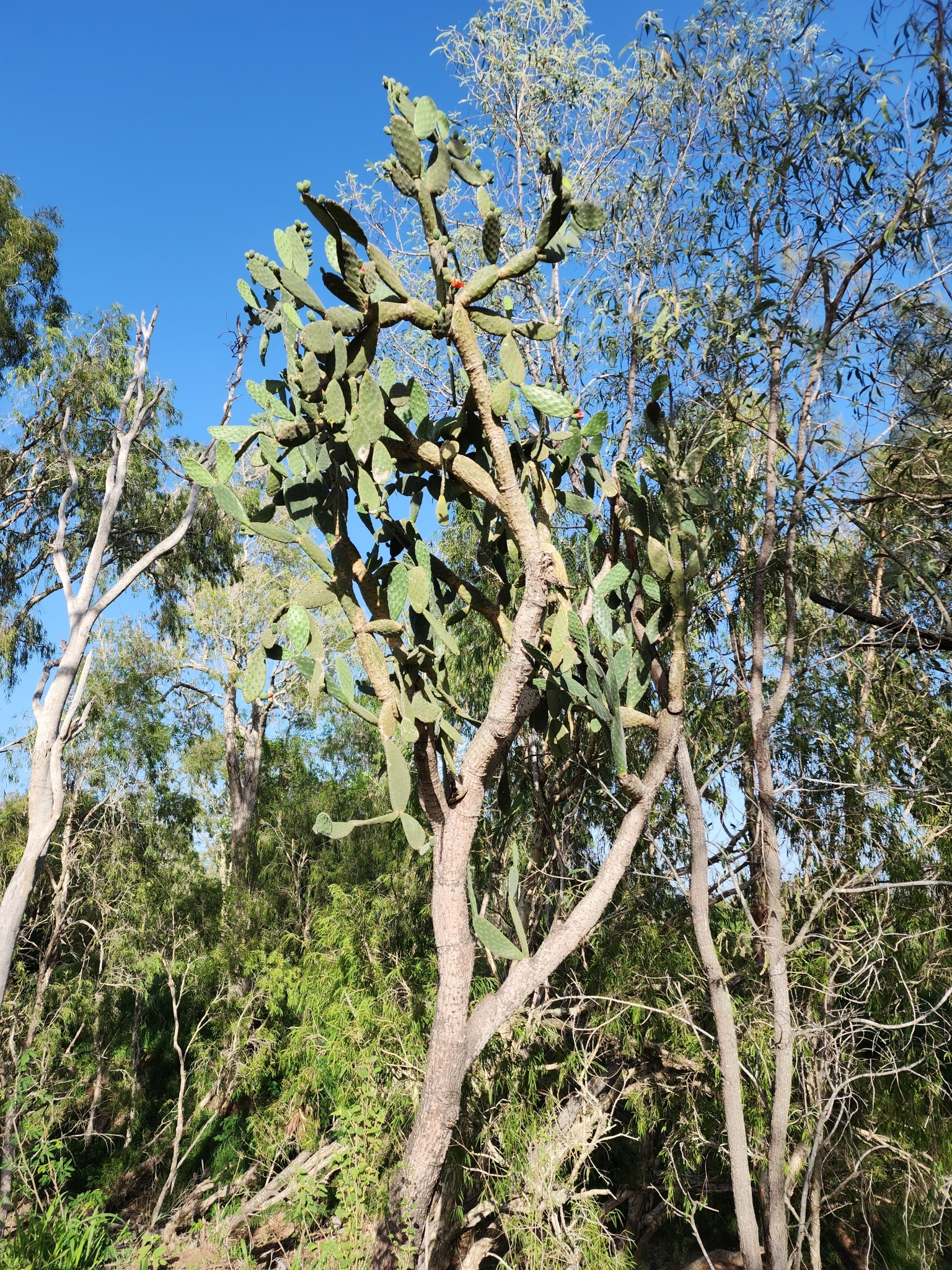 Opuntia tomentosa — reference photo