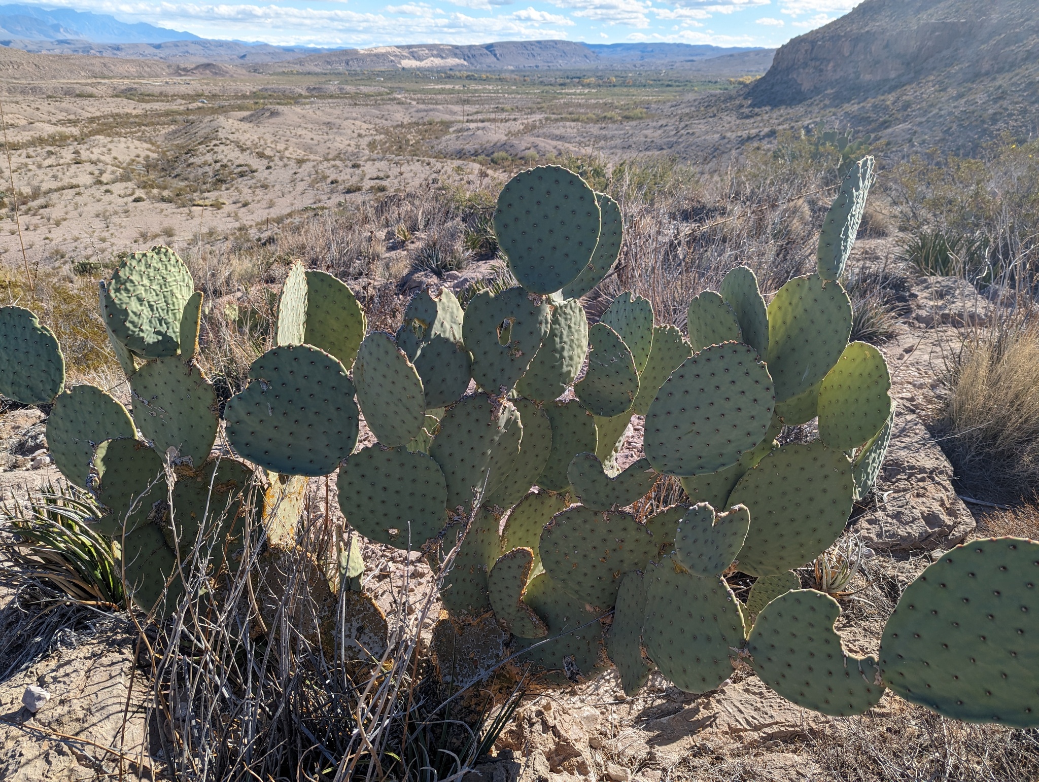 Opuntia rufida — reference photo
