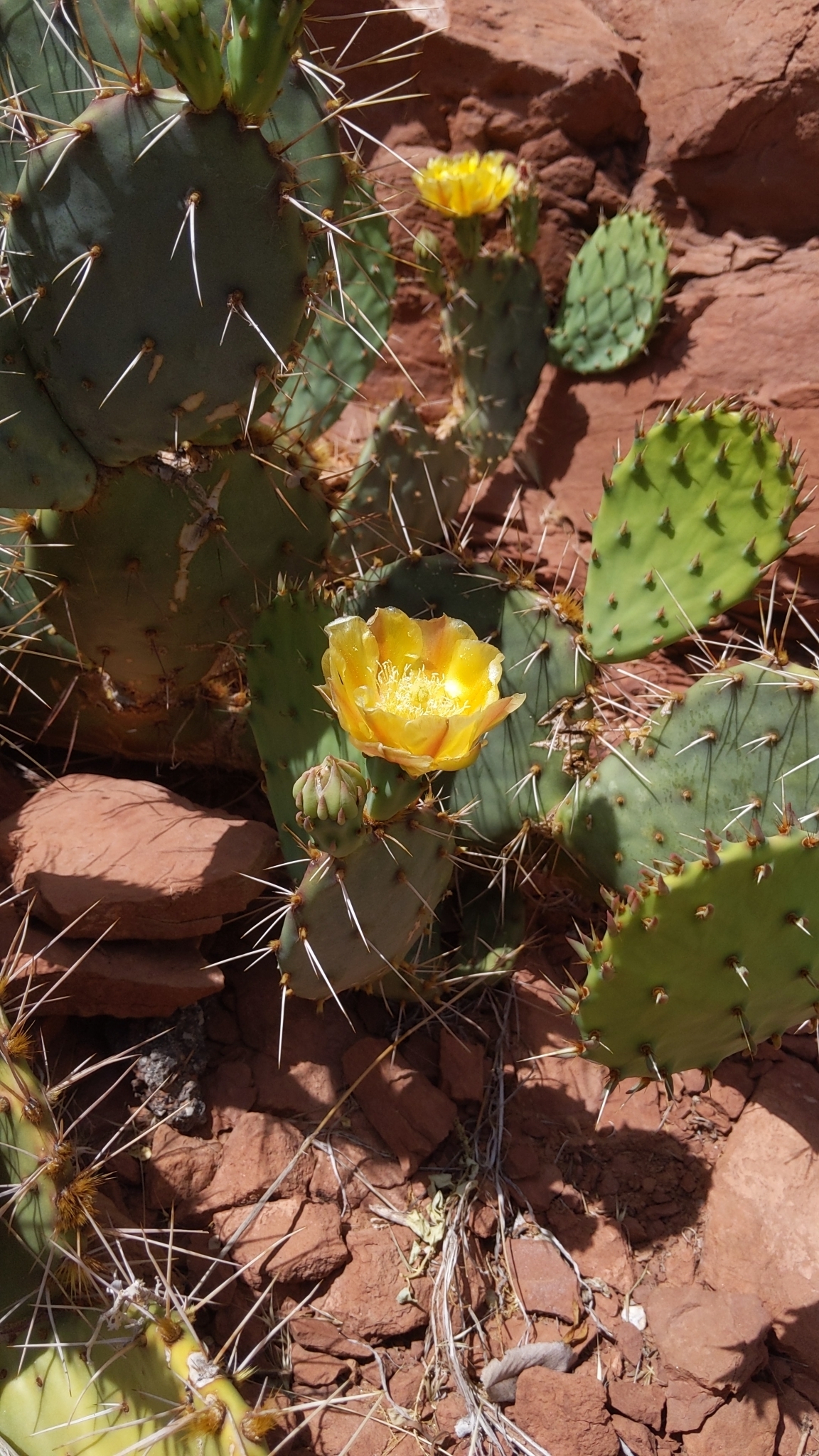 Opuntia phaeacantha — reference photo