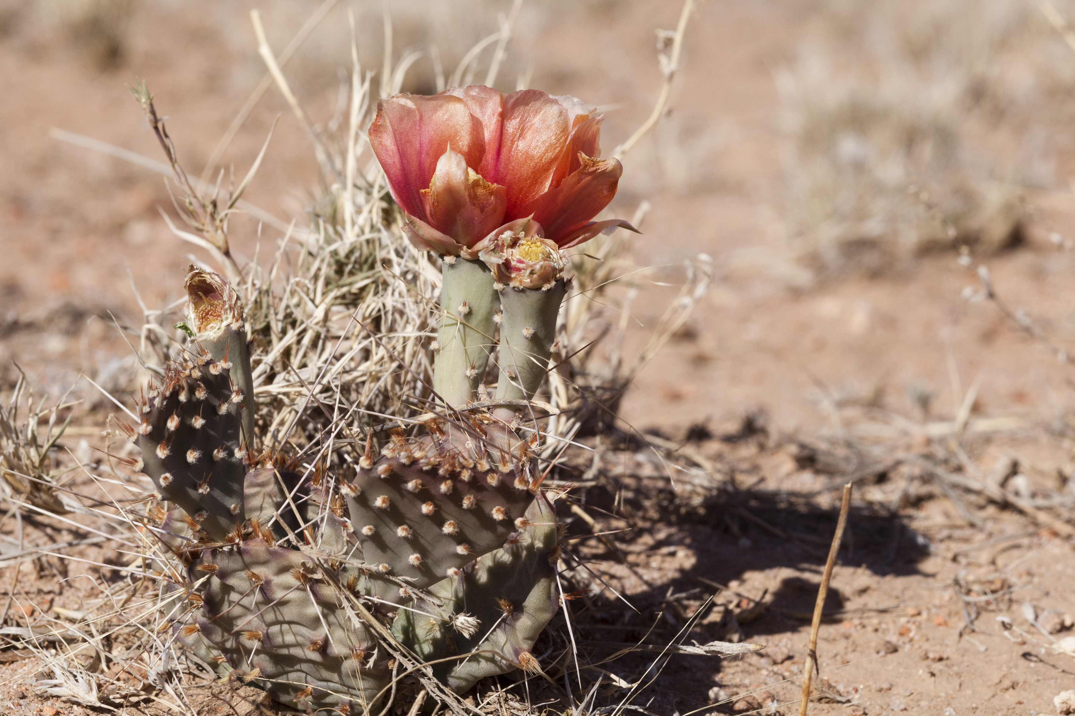 Opuntia macrorhiza — reference photo