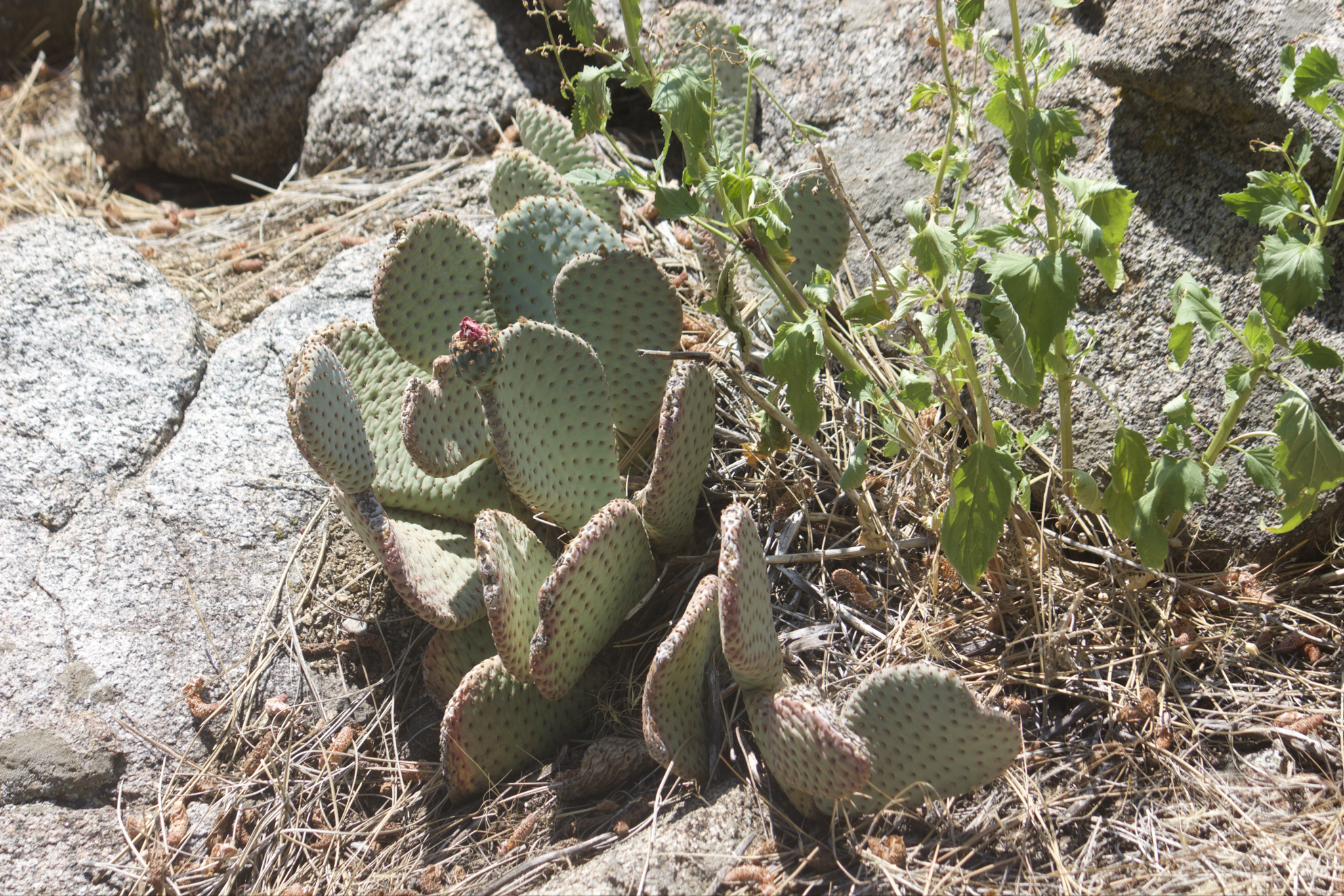 Opuntia basilaris — reference photo