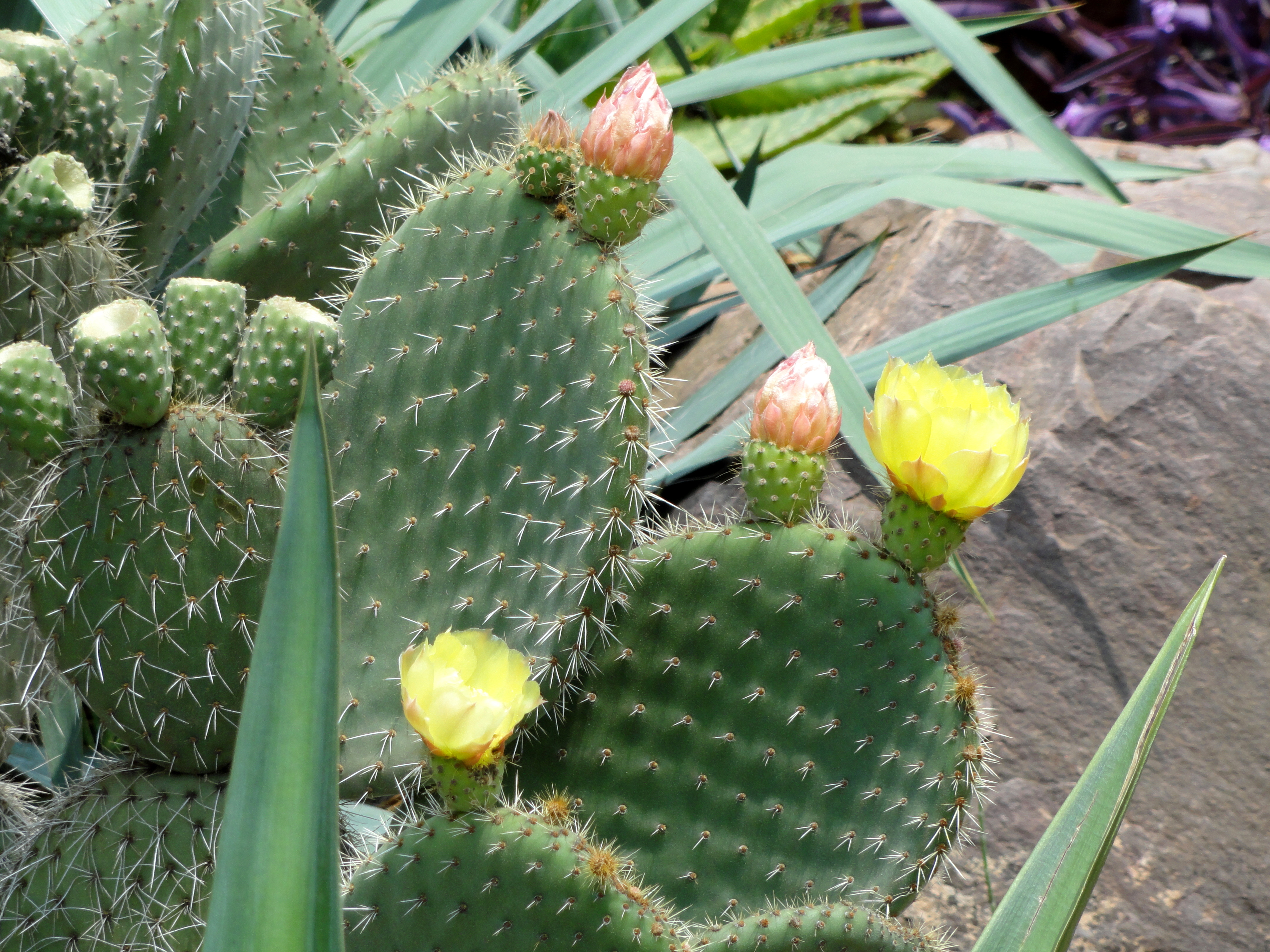 Opuntia leucotricha — reference photo