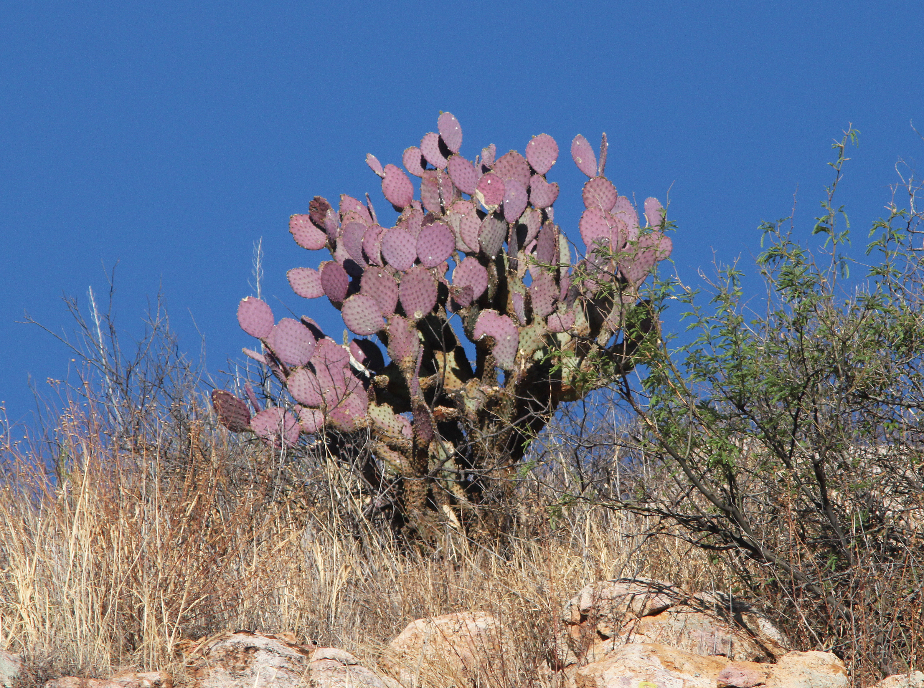 Opuntia santa-rita — reference photo