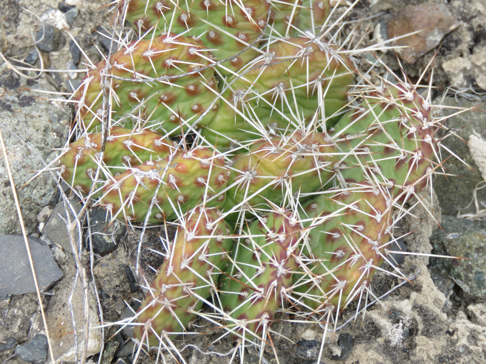 Opuntia polyacantha — reference photo