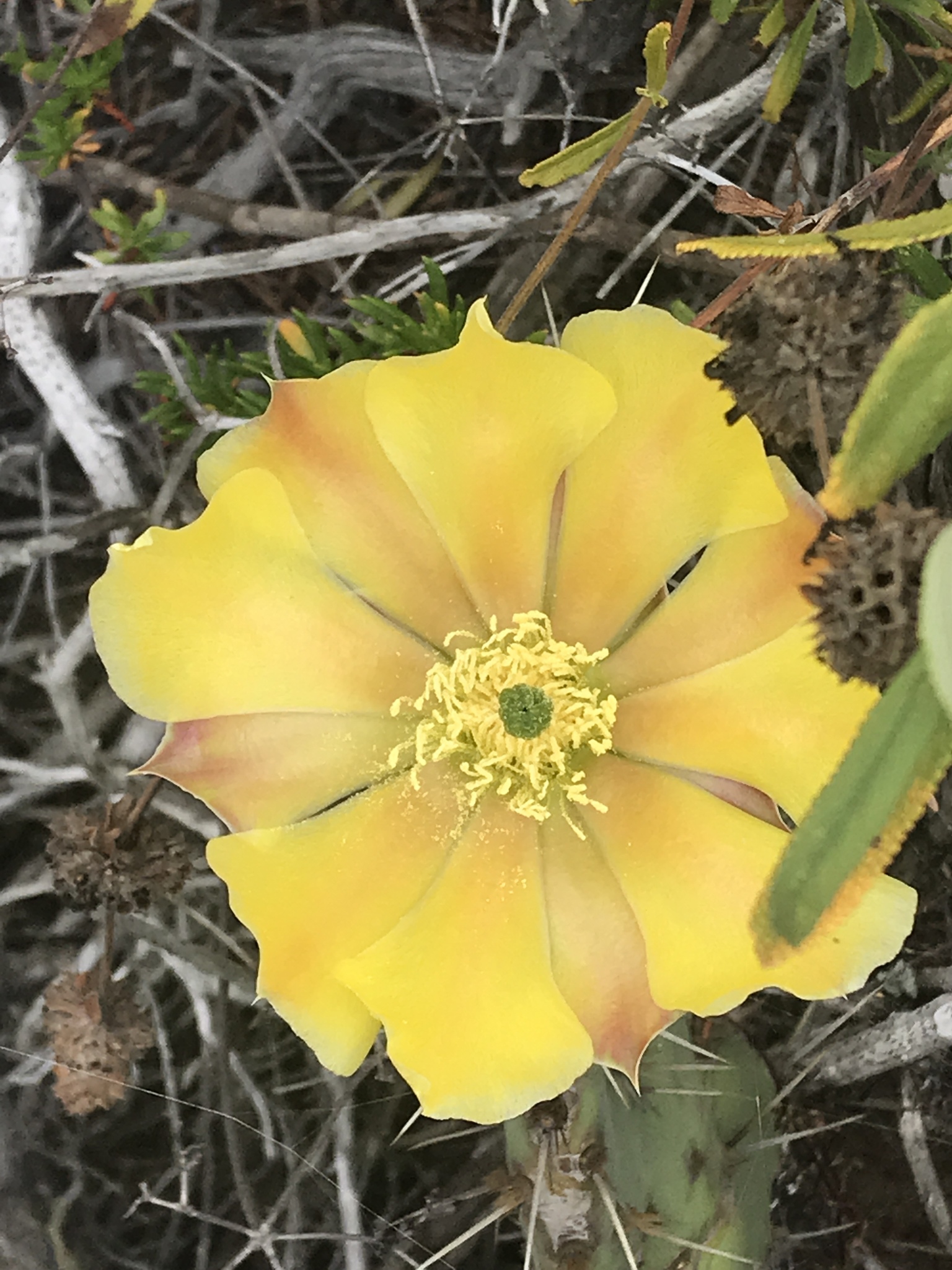 Opuntia littoralis — reference photo