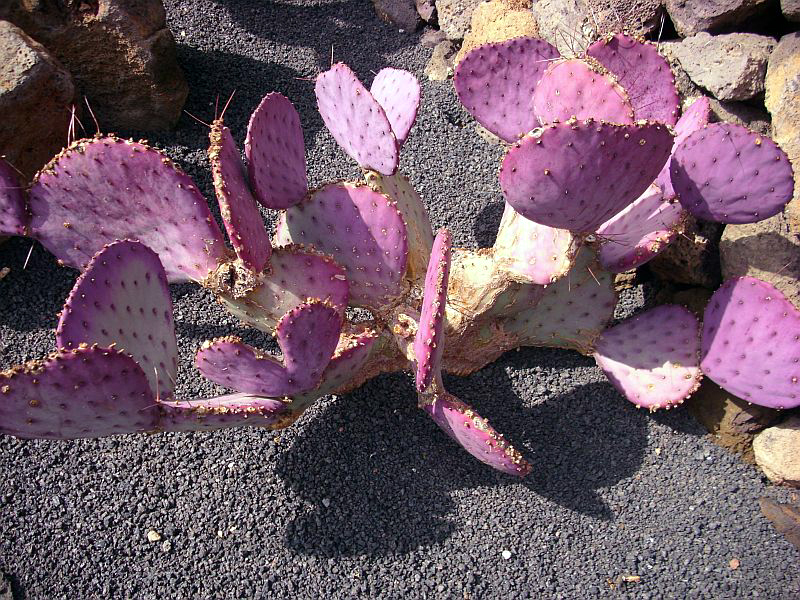 Opuntia macrocentra — reference photo