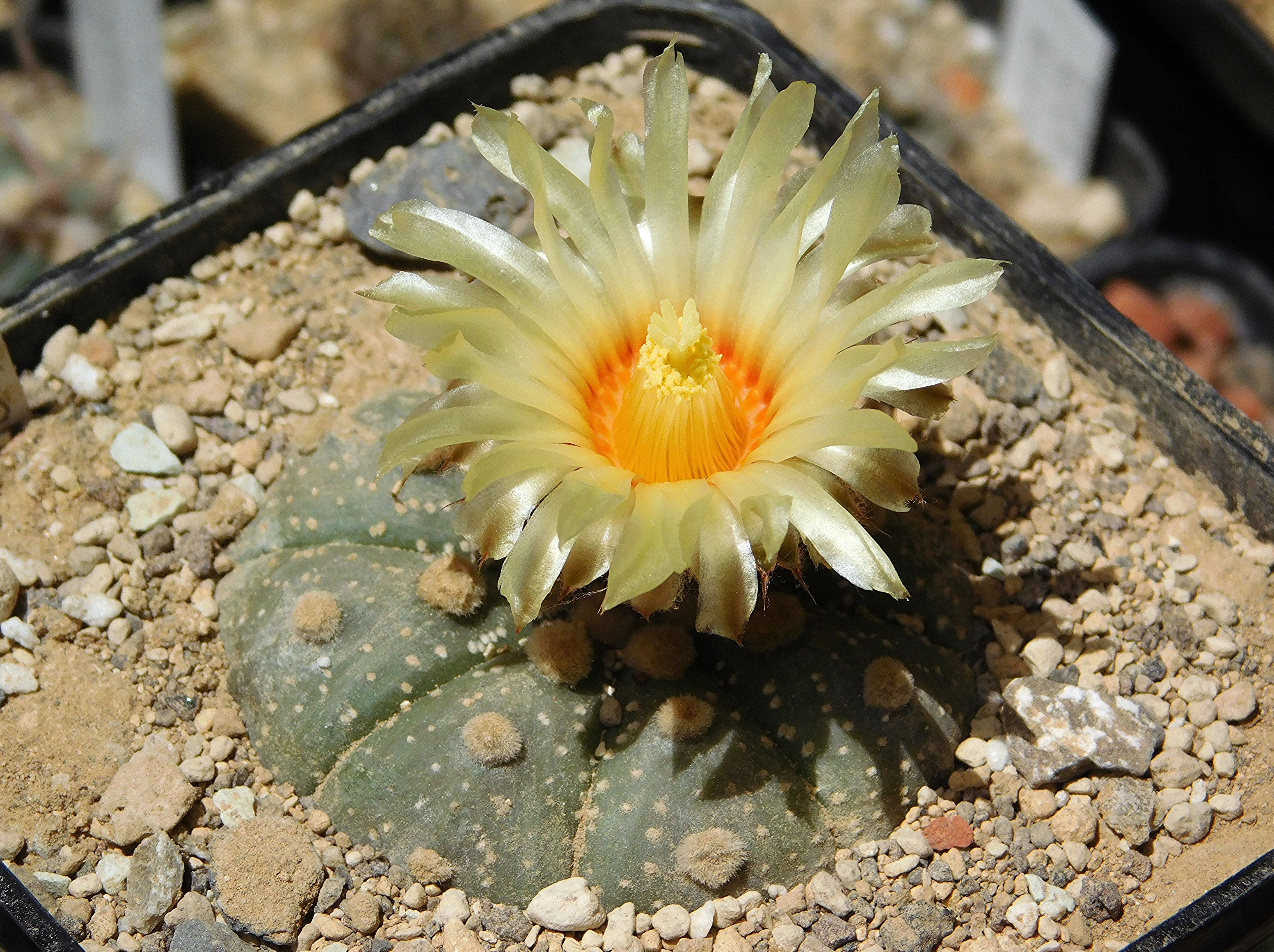 Astrophytum asterias — reference photo