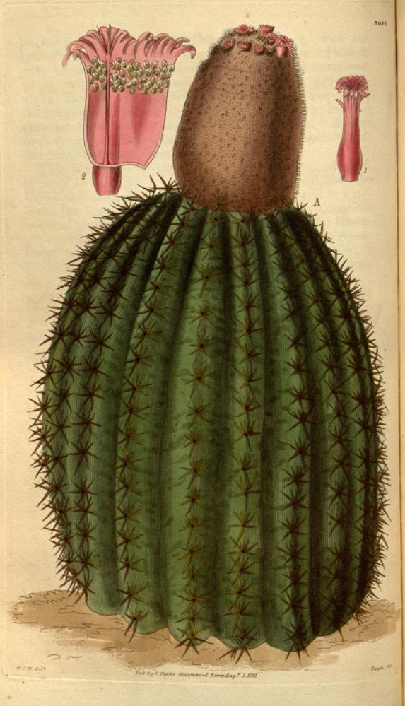 Melocactus intortus — reference photo