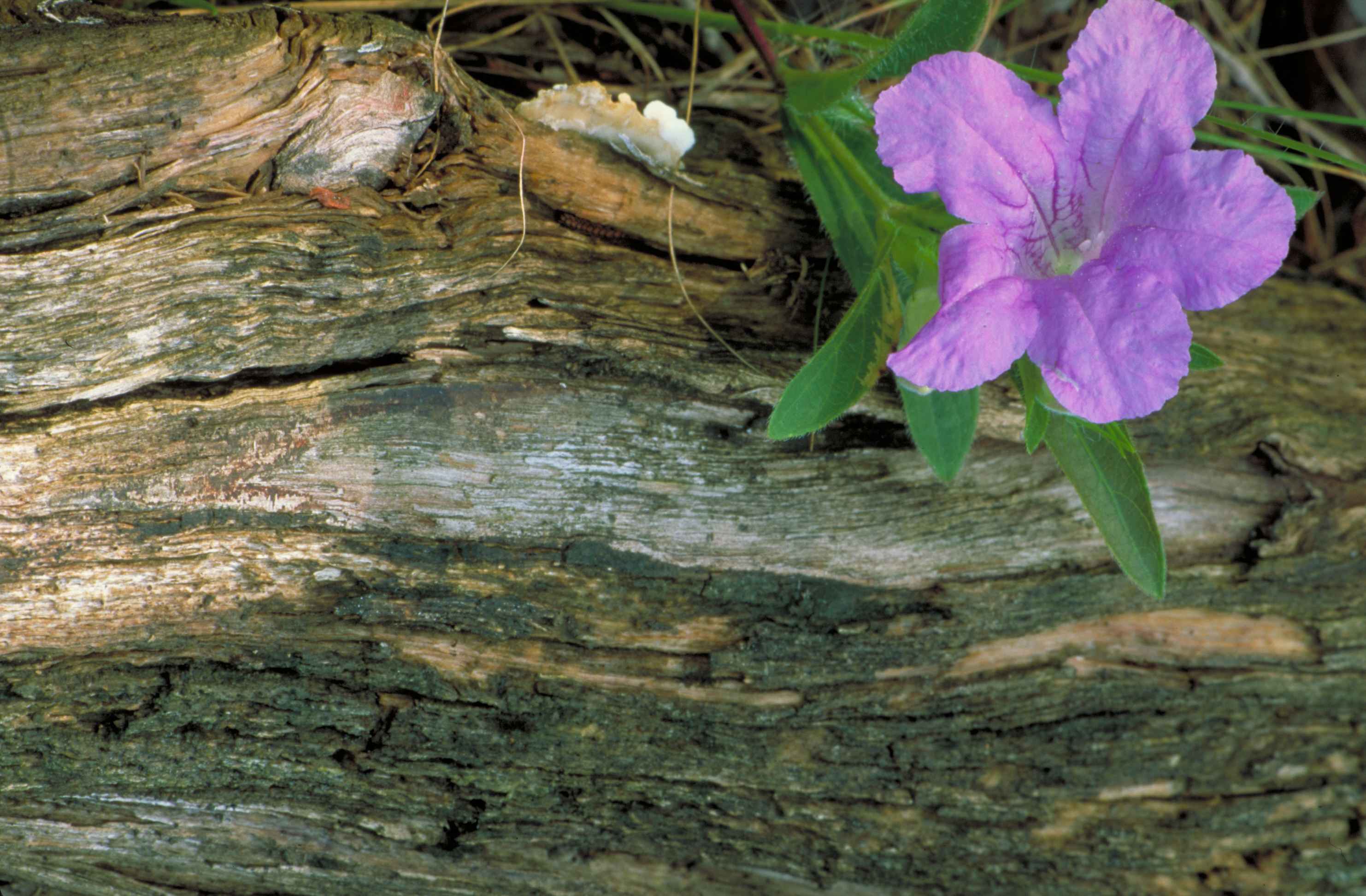 Ruellia caroliniensis — reference photo